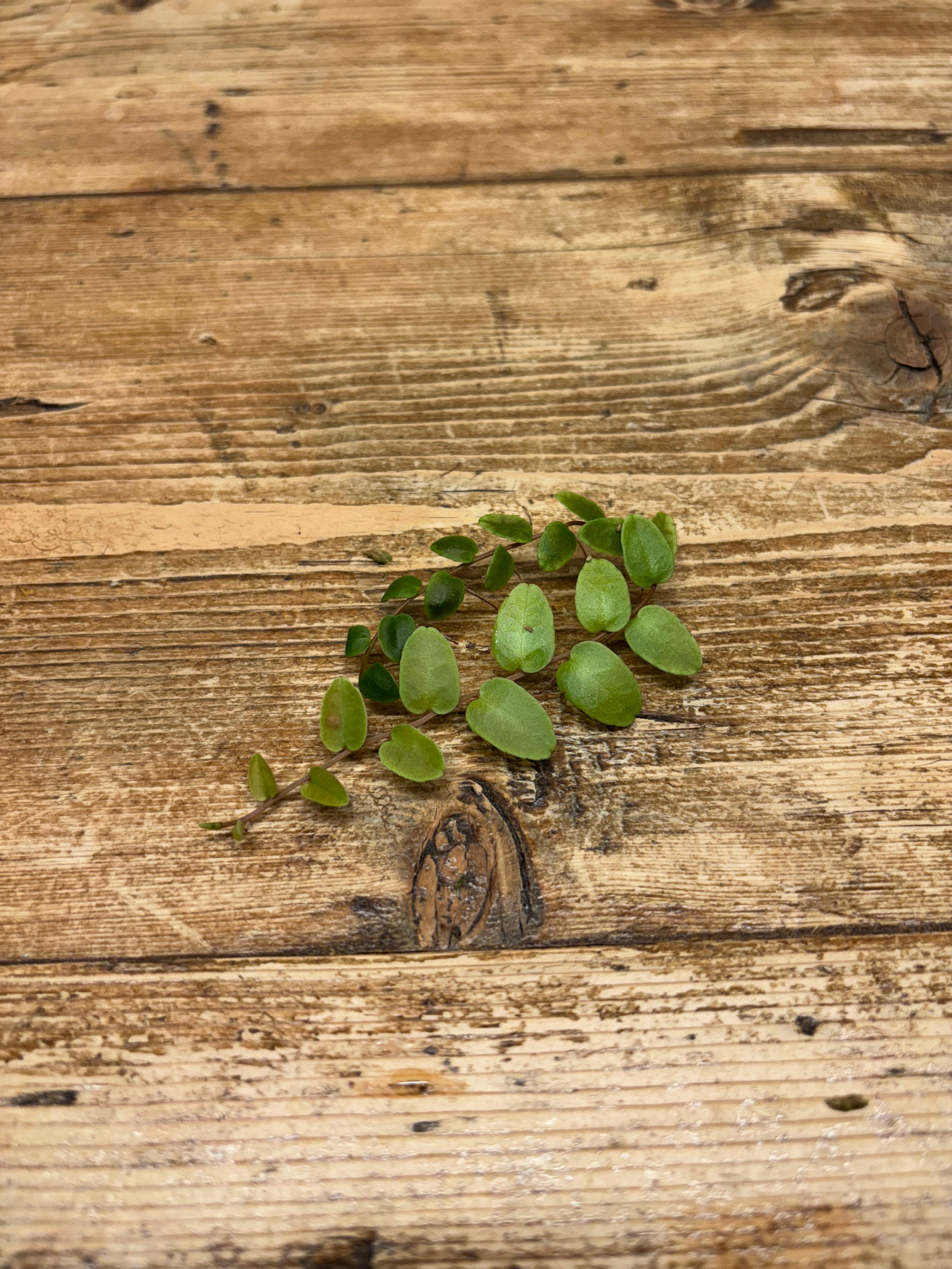 Marcgravia sp. 'Scalloped'