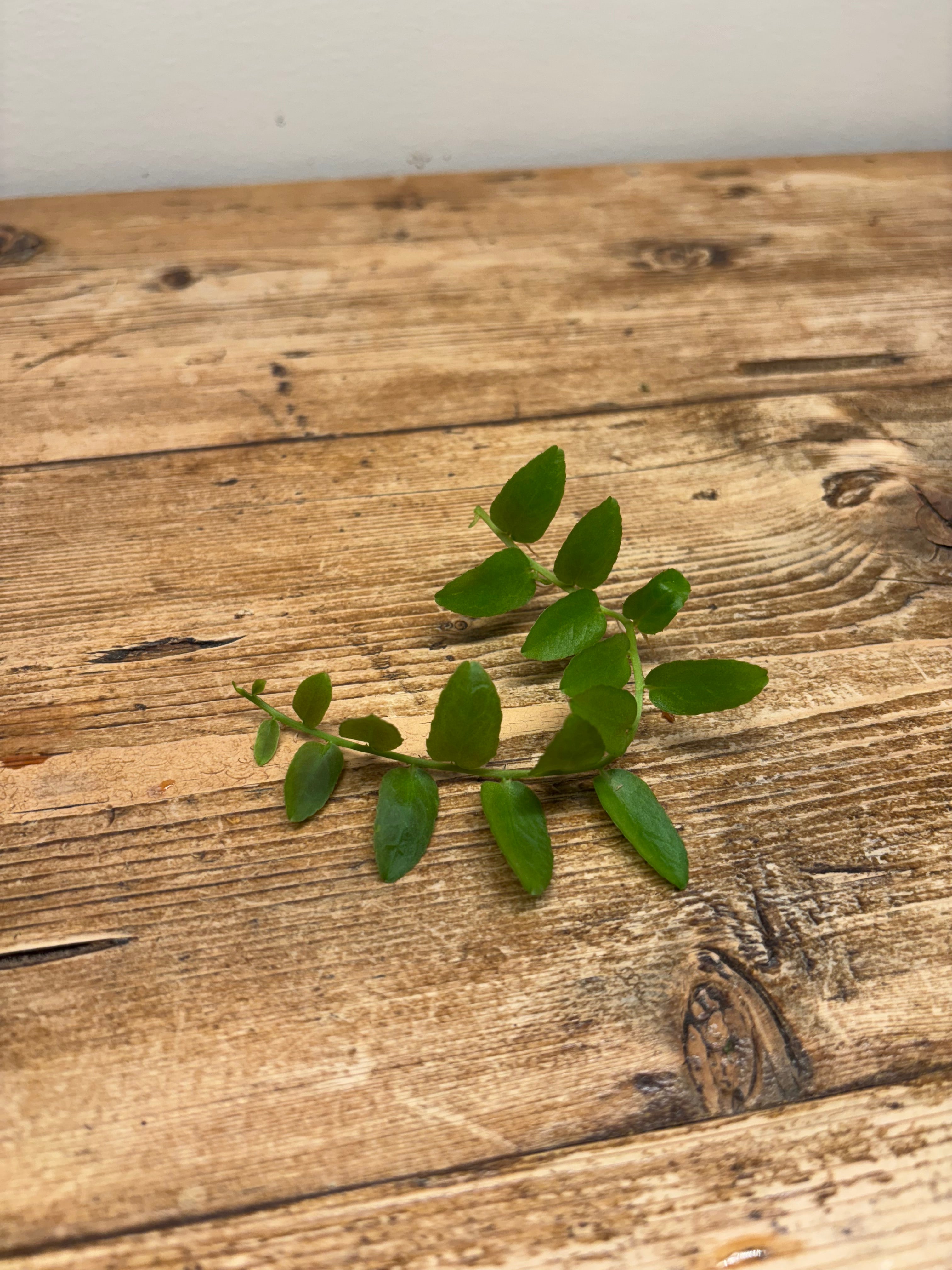 Marcgravia sp. (Suriname)