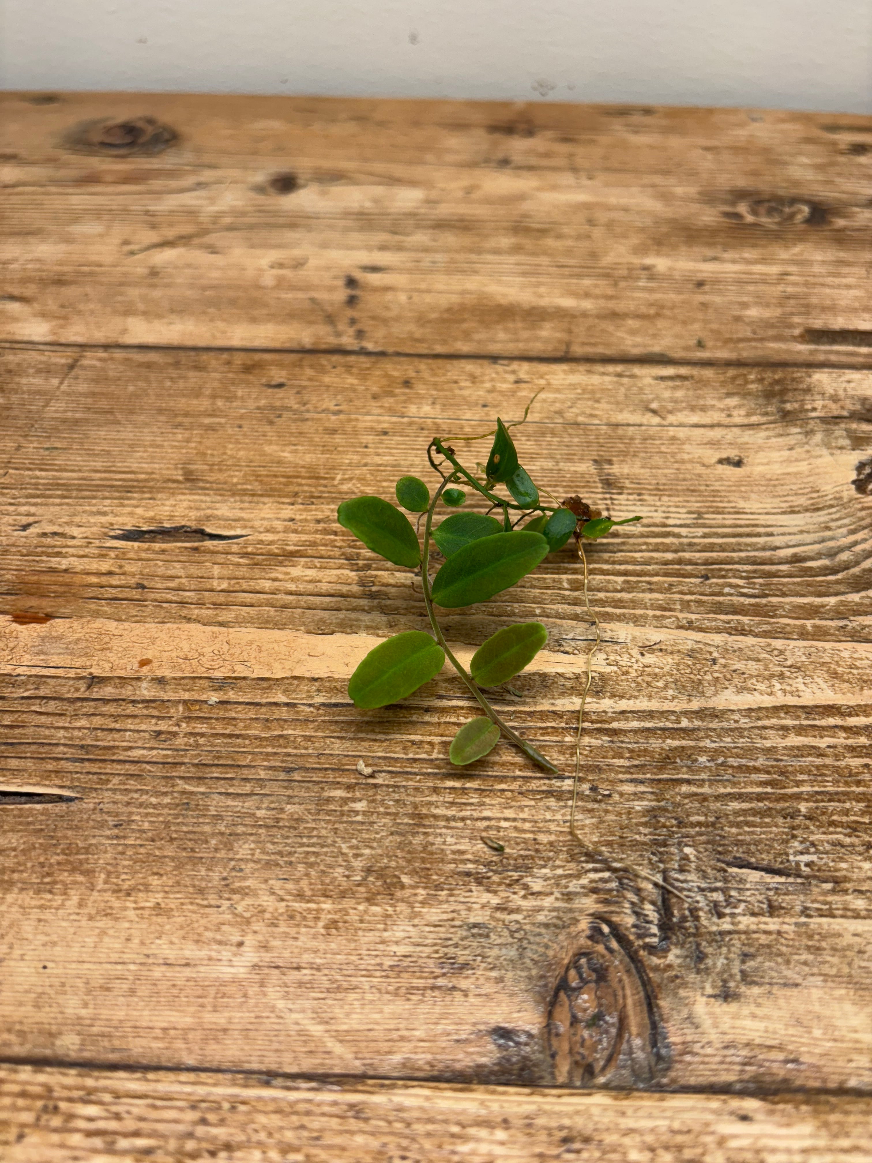 Marcgravia aff. coriacea