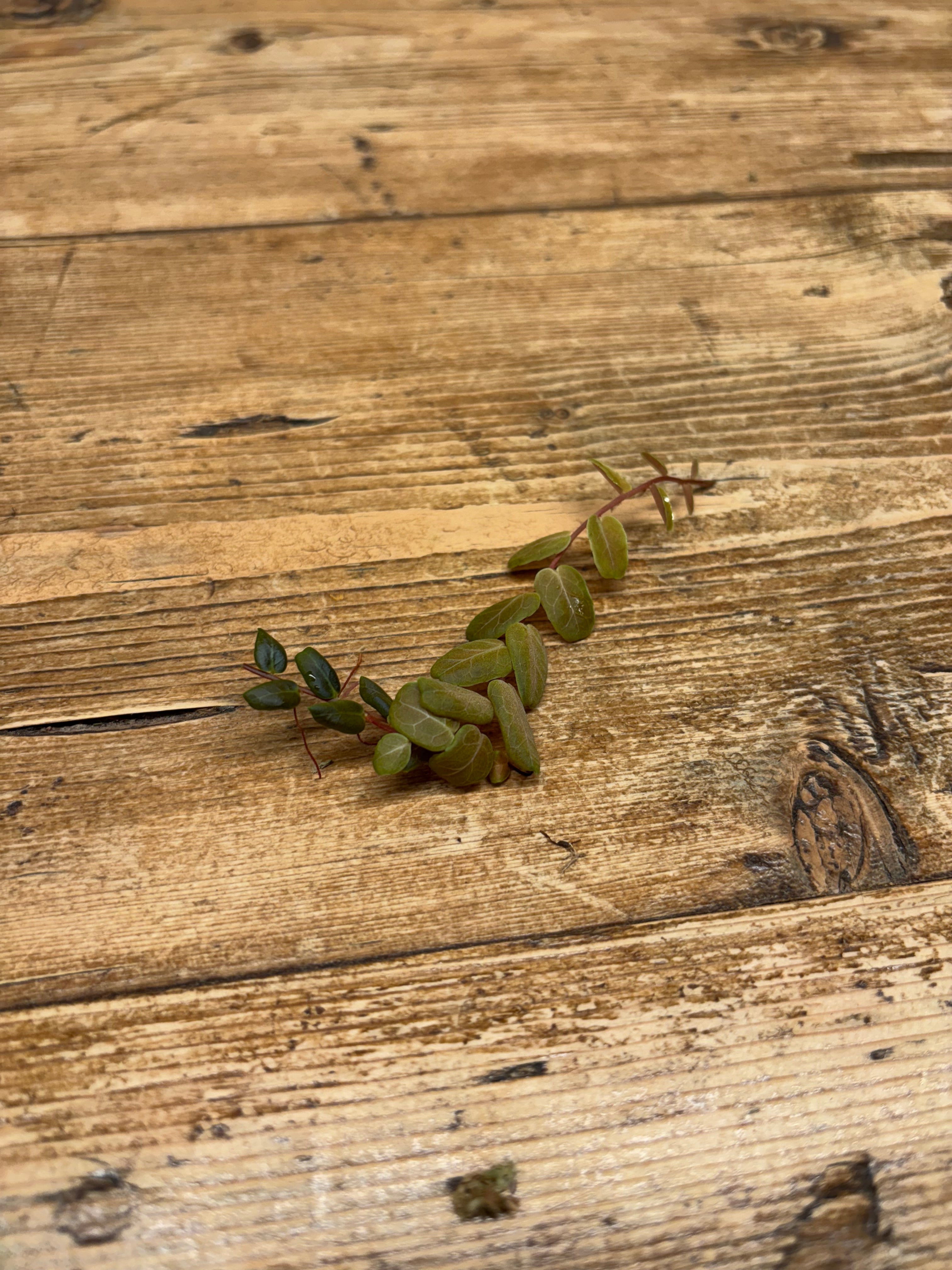 Marcgravia oligandra