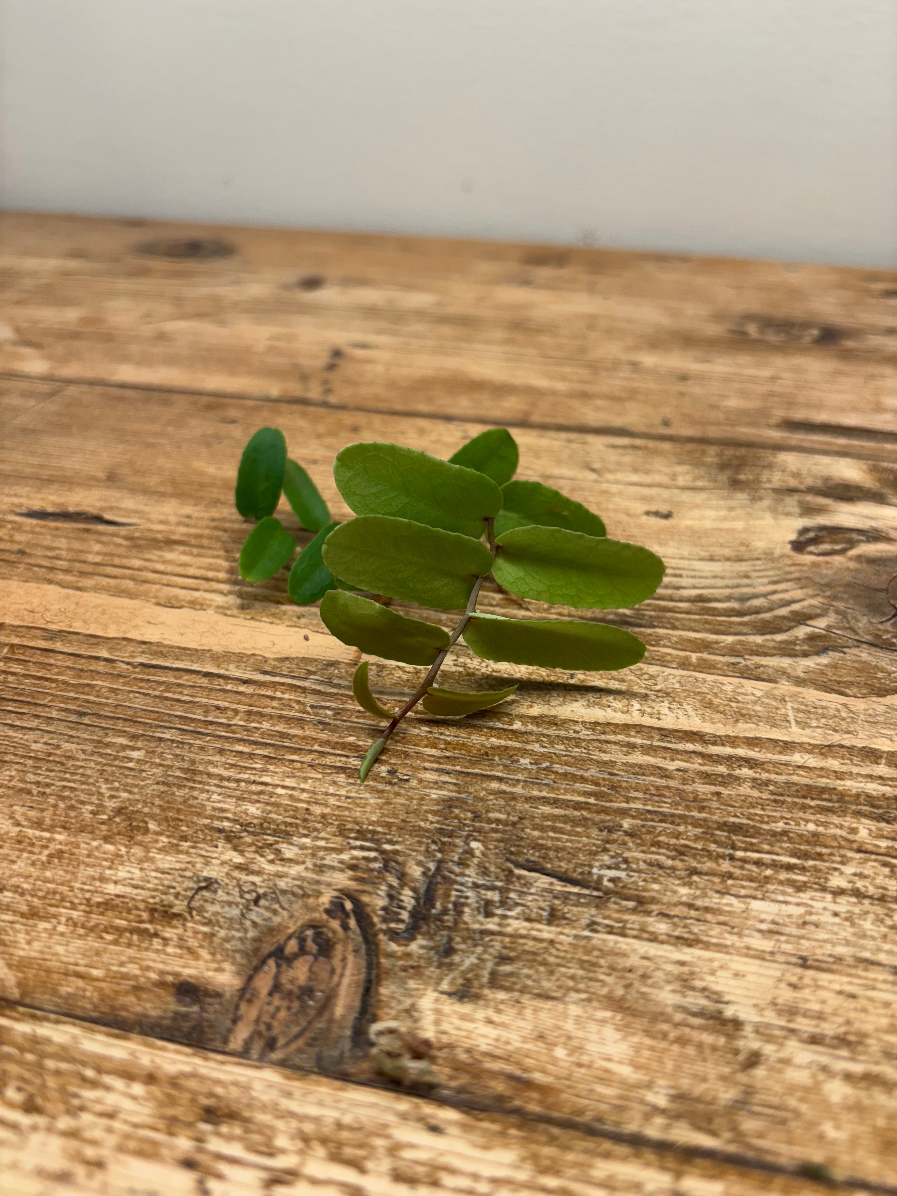 Marcgravia sp. 'Amarillo'