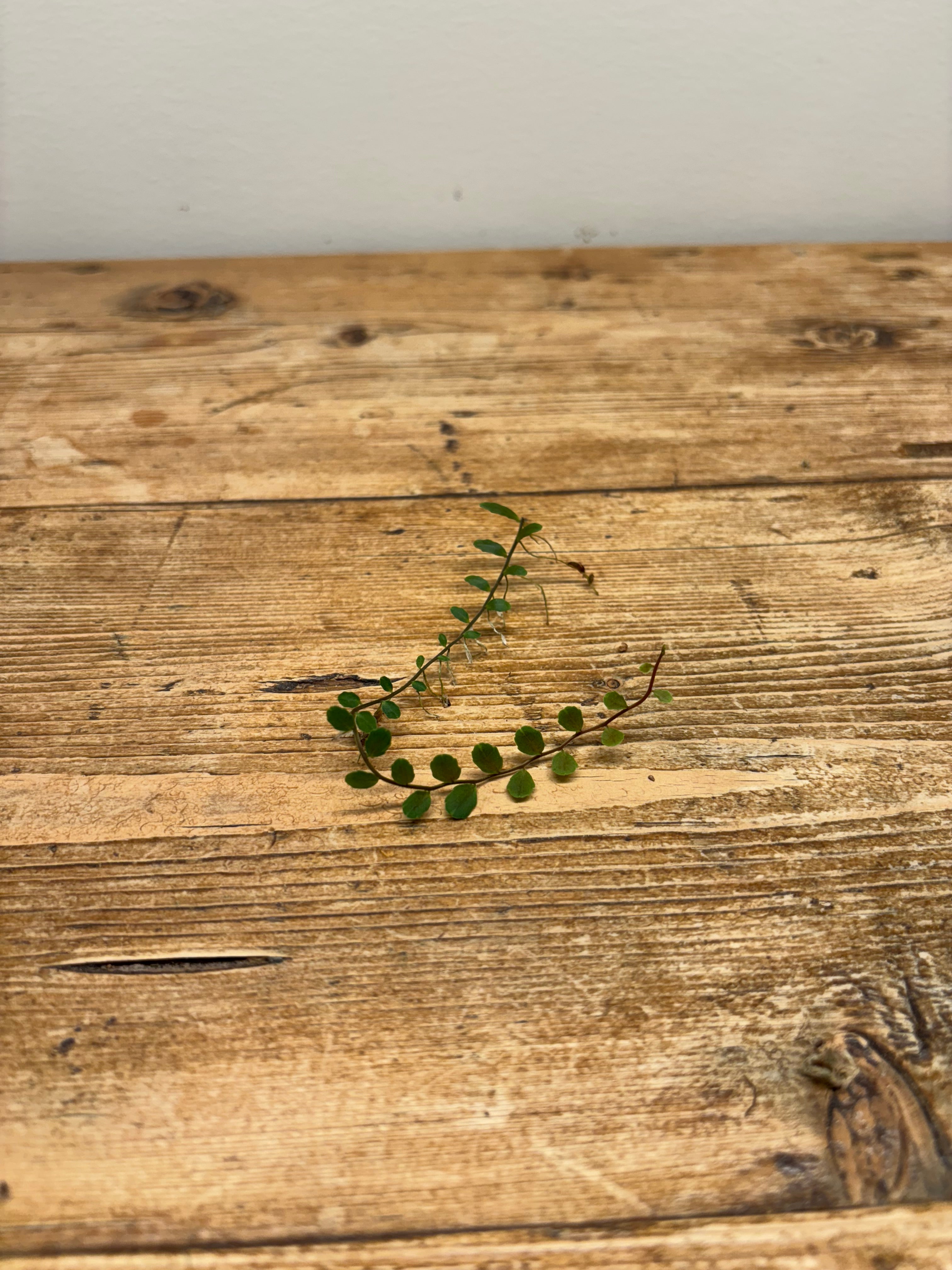 Marcgravia sp. 'Round' (Peru)