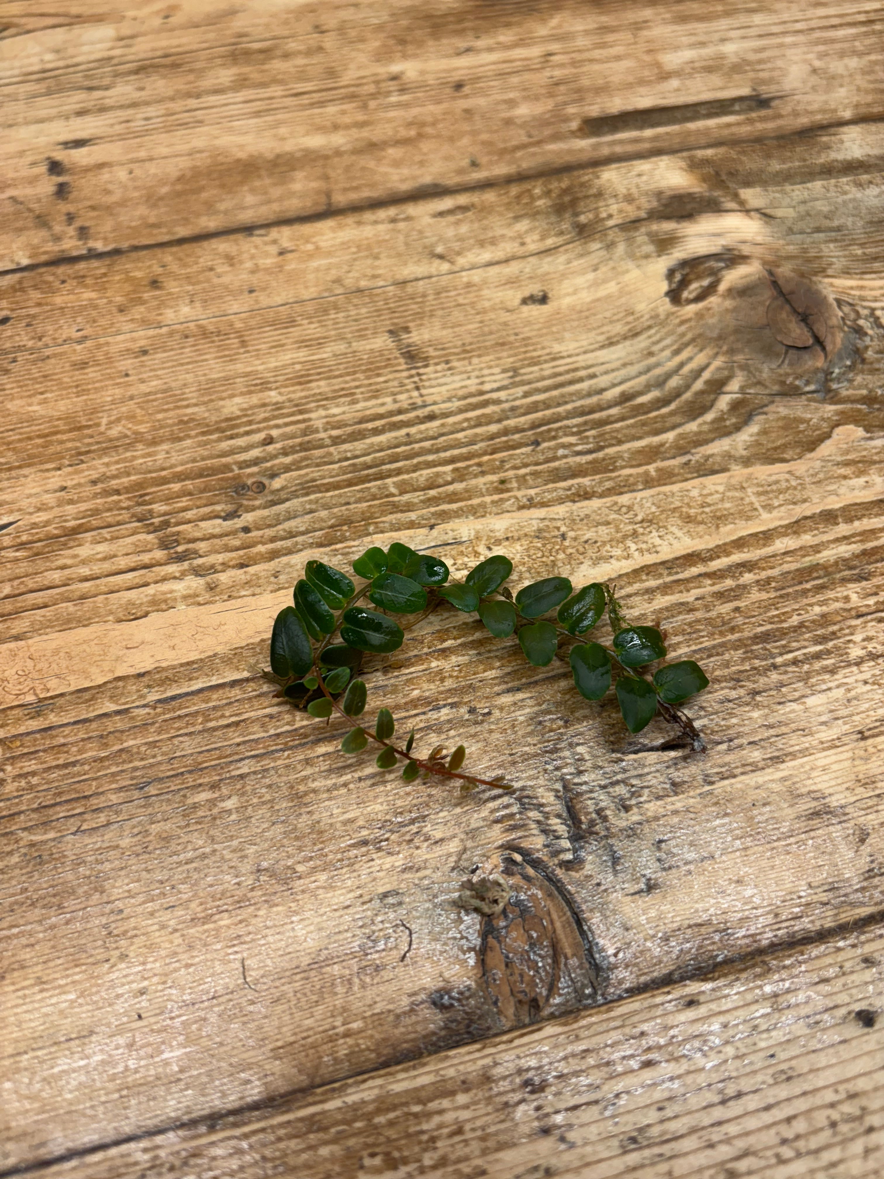 Marcgravia sp. 'Brown' (Ecuador)