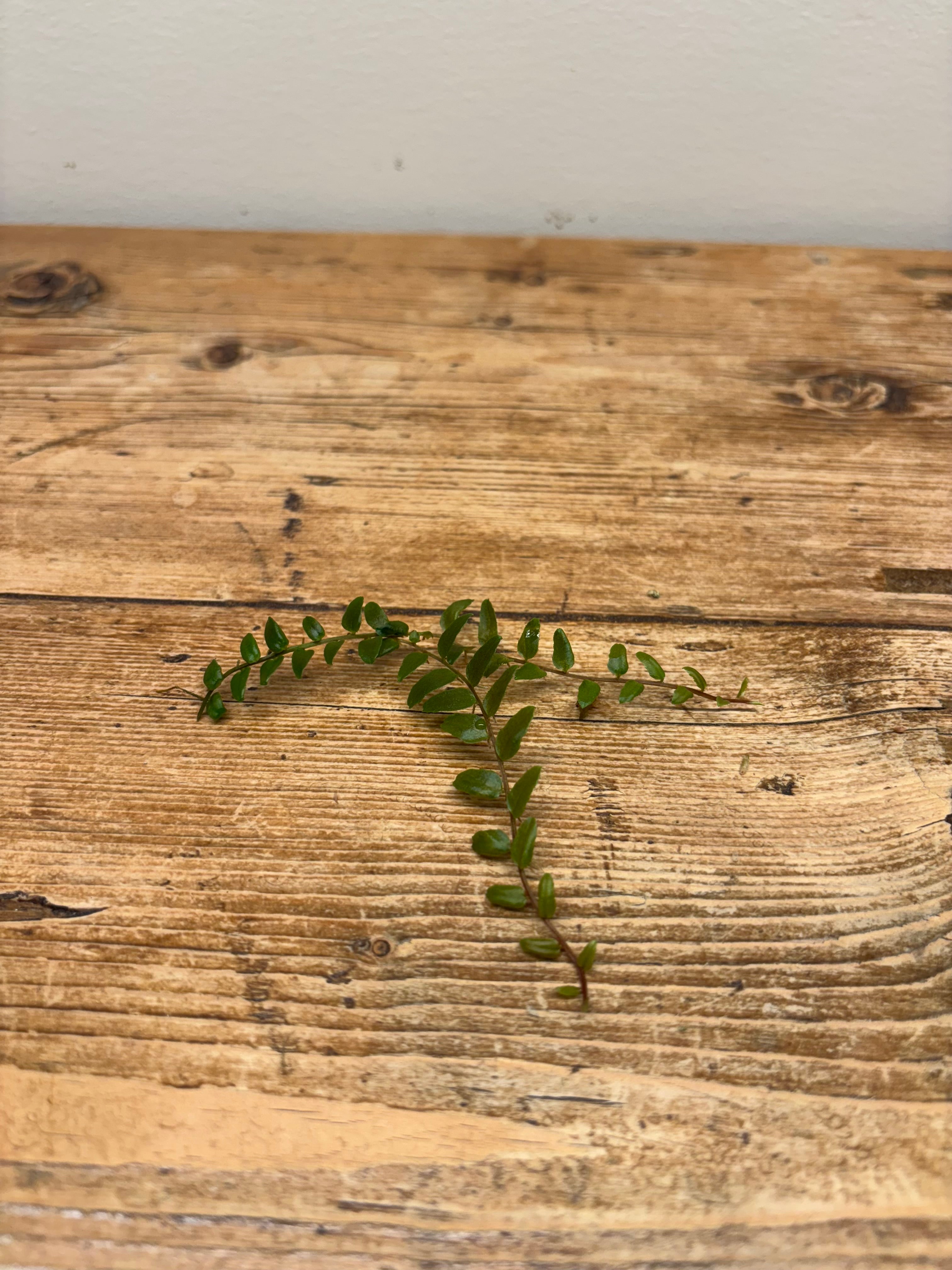 Marcgravia sp. 'Mendez'