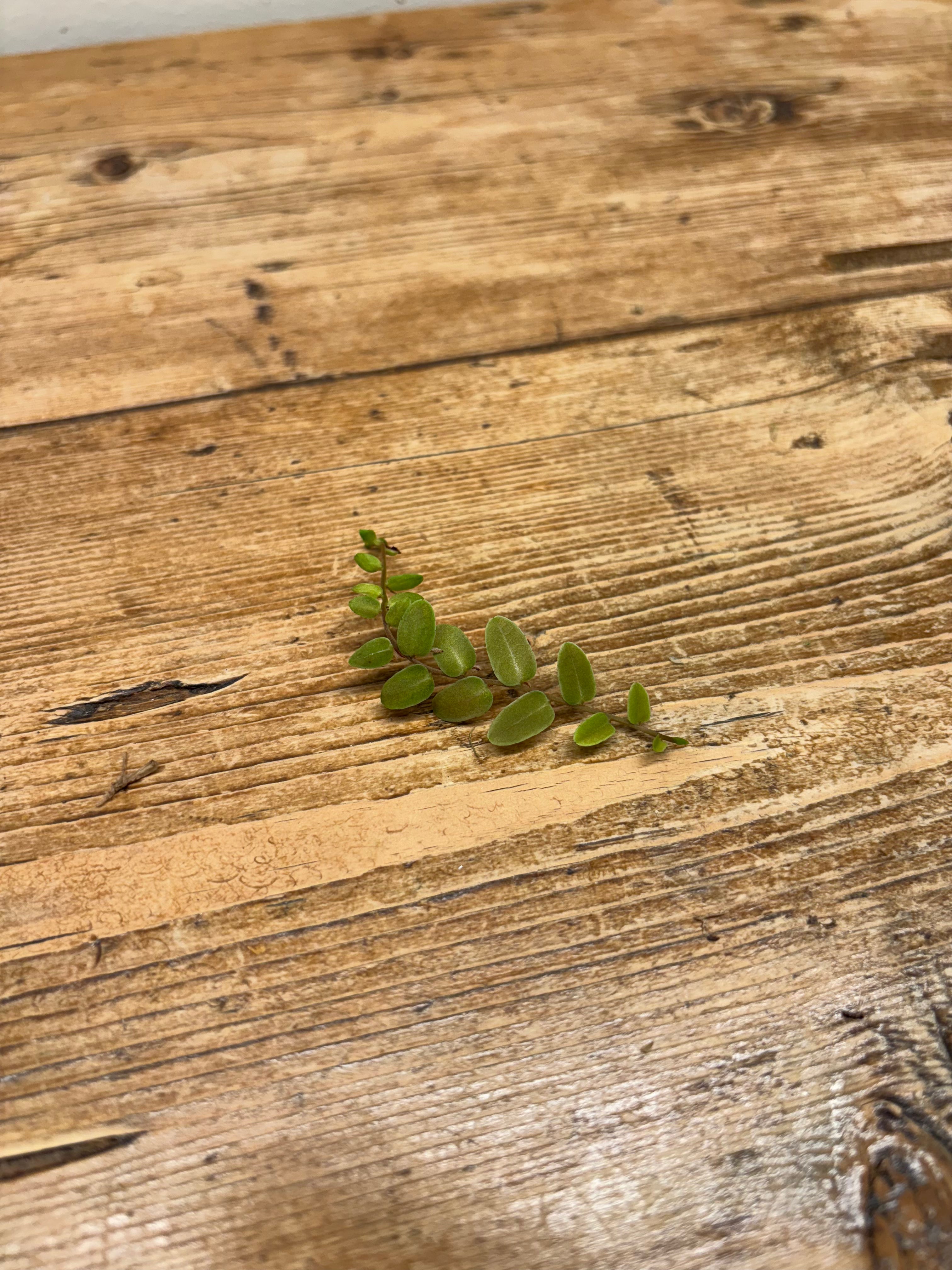 Marcgravia aff. umbellata