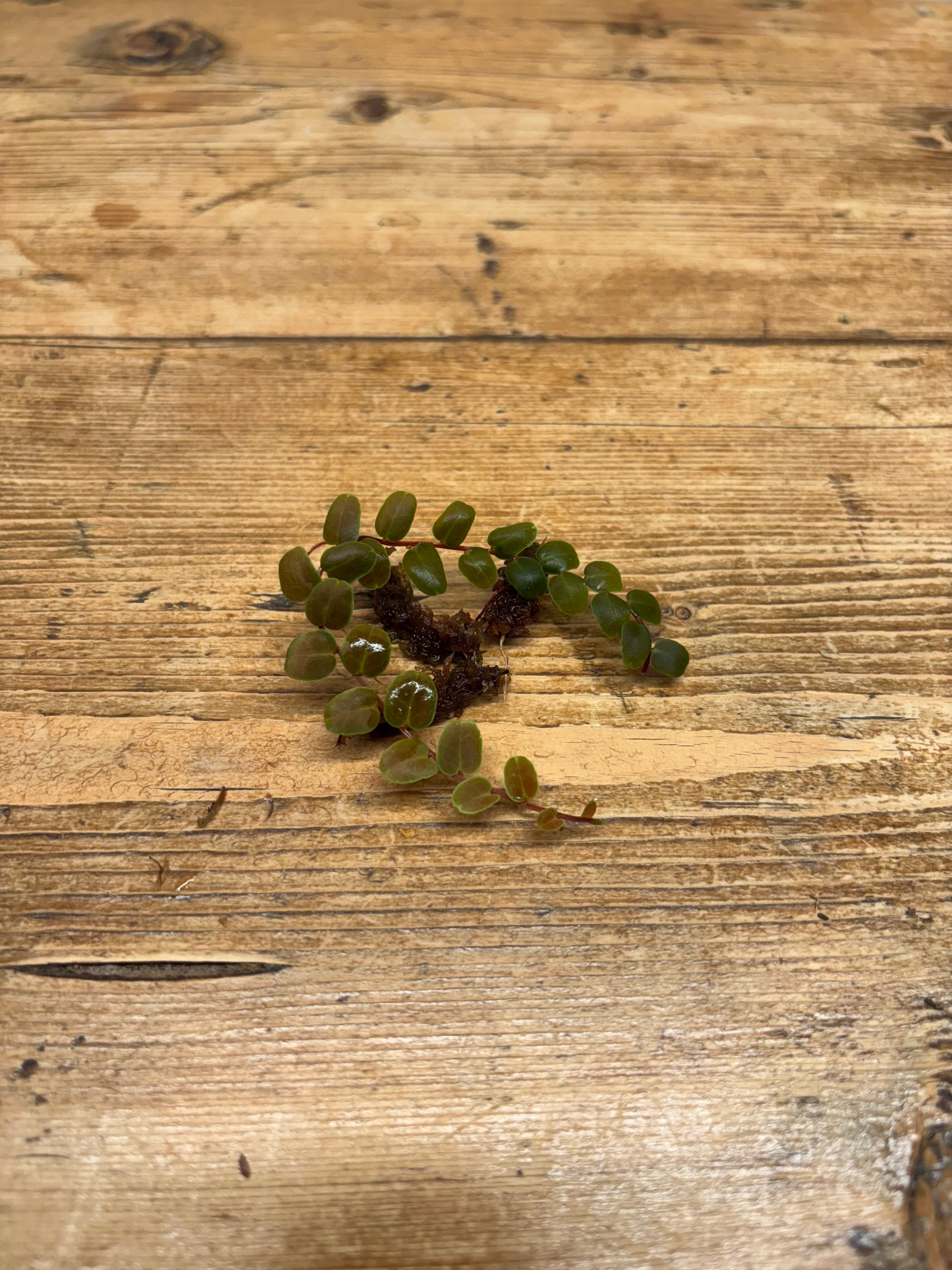 Marcgravia sp. 'Melon'