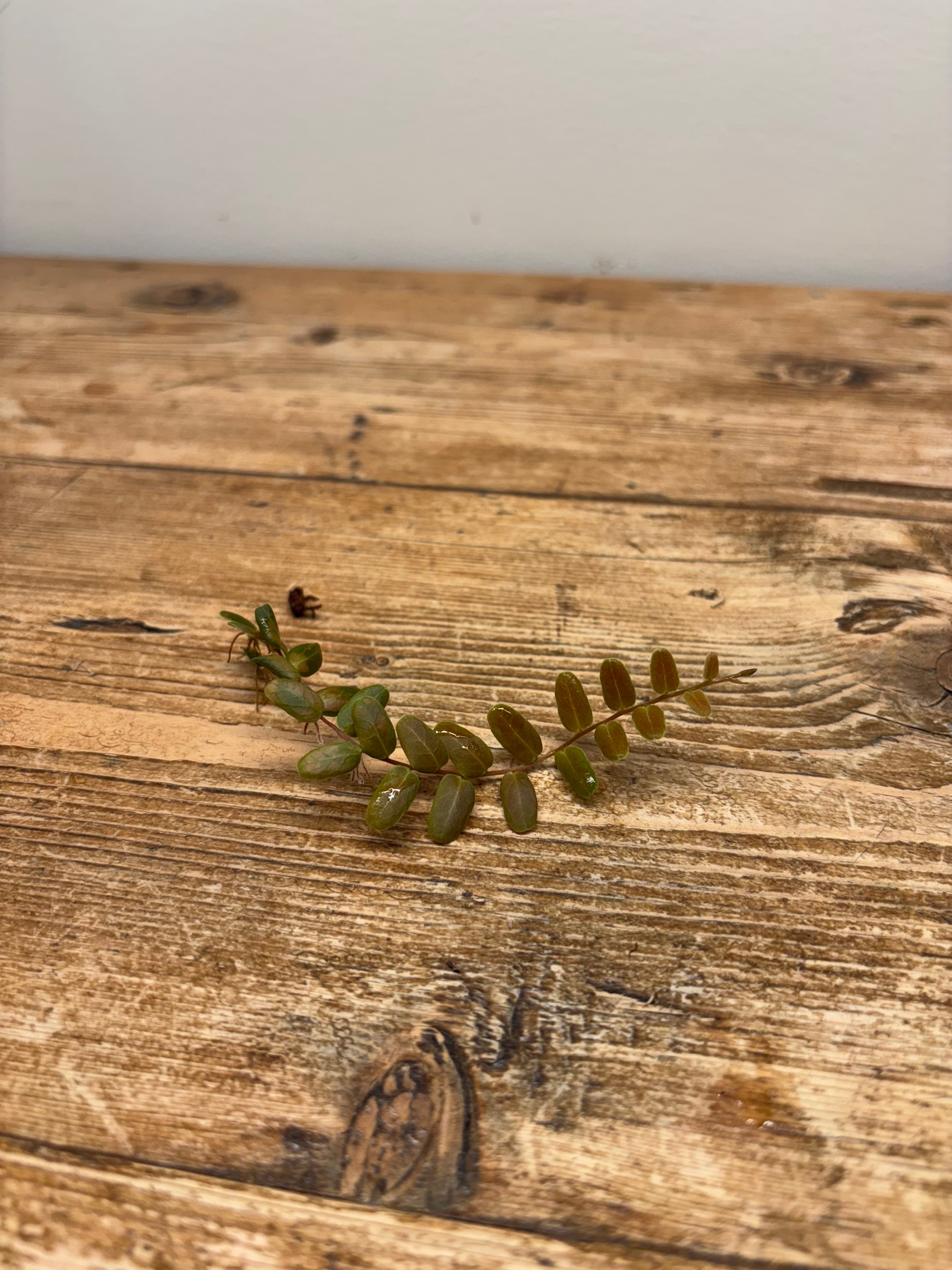 Marcgravia sp. 'Copper'