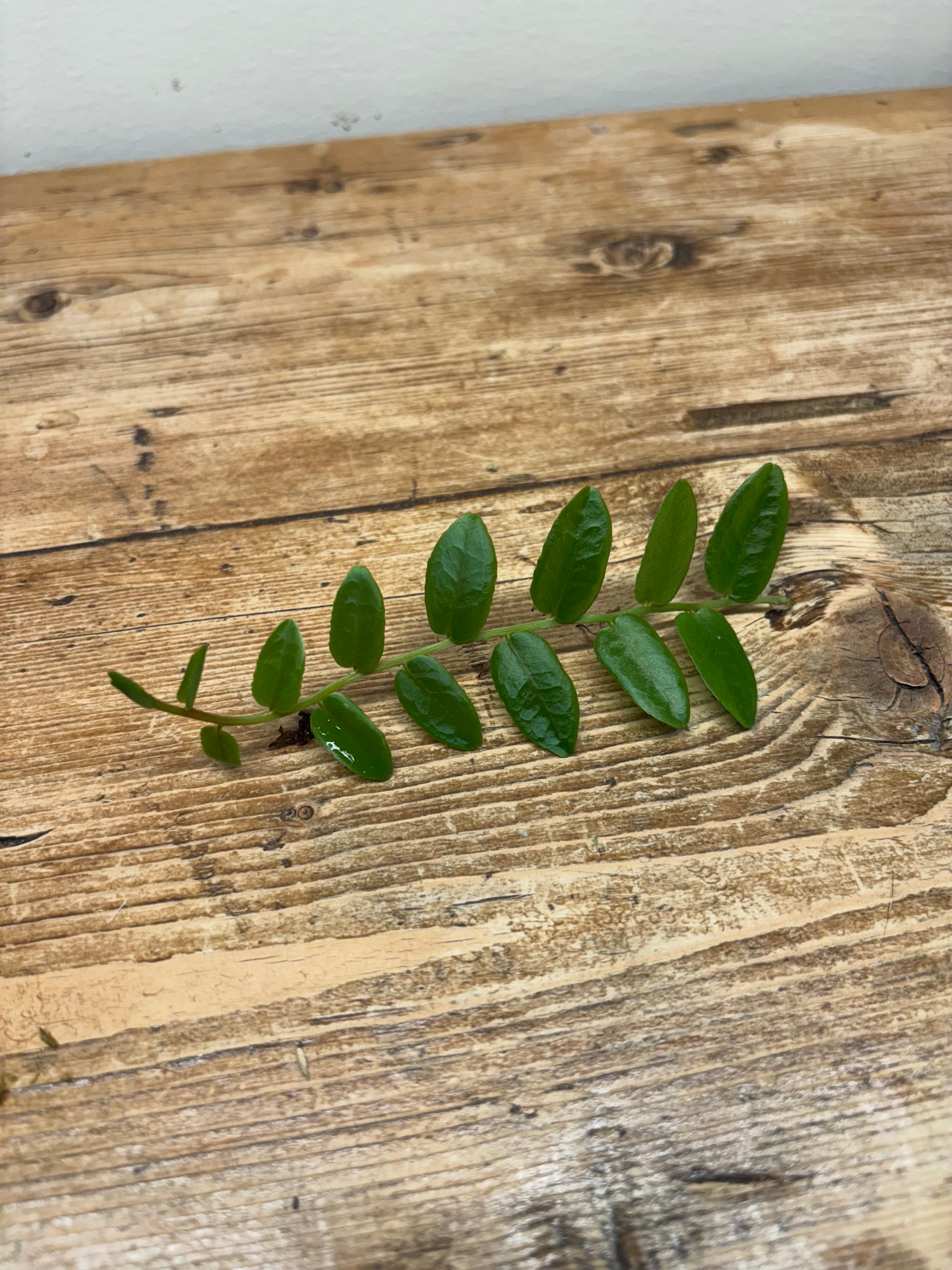 Marcgravia sp. 'Condor'