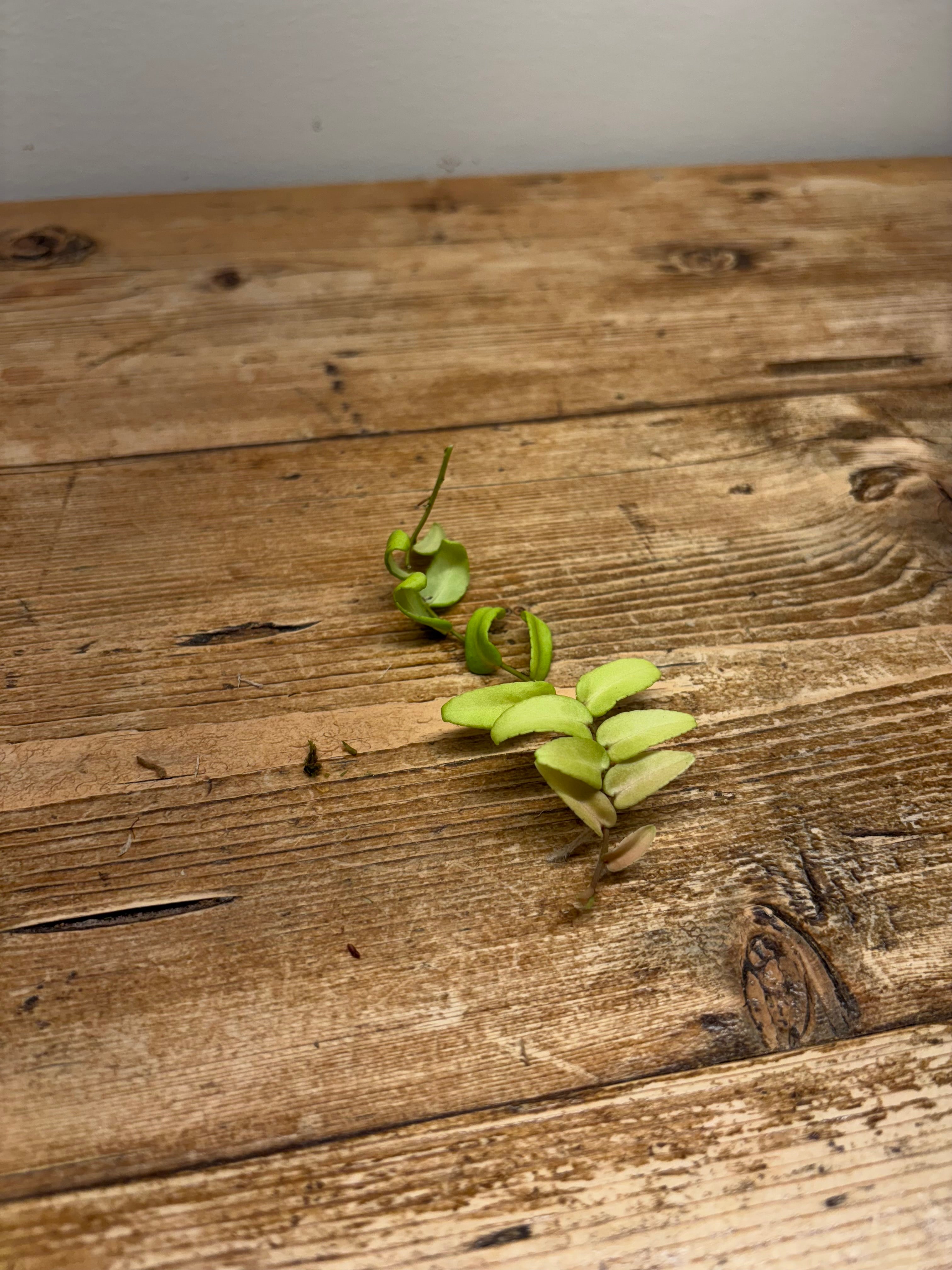 Marcgravia sp. 'Mimii'