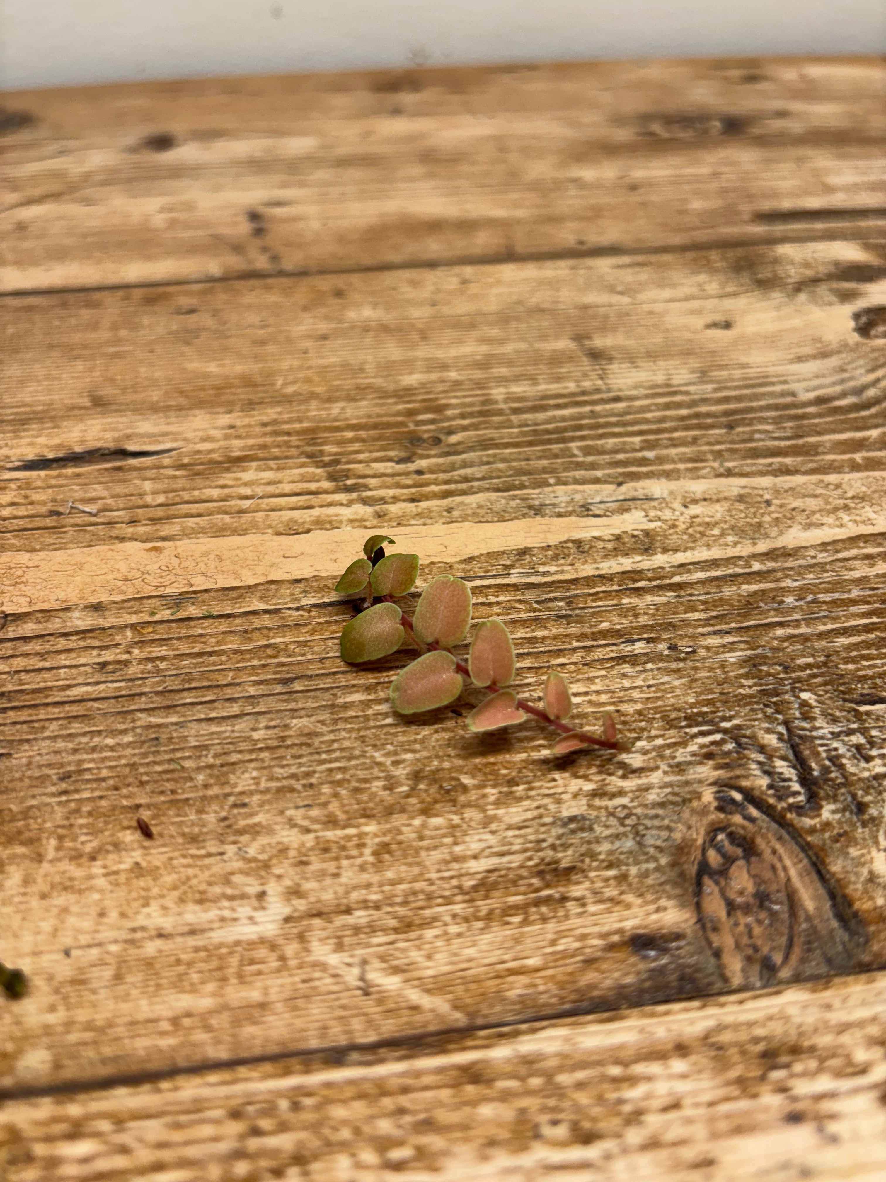 Marcgravia sp. 'Bronze'