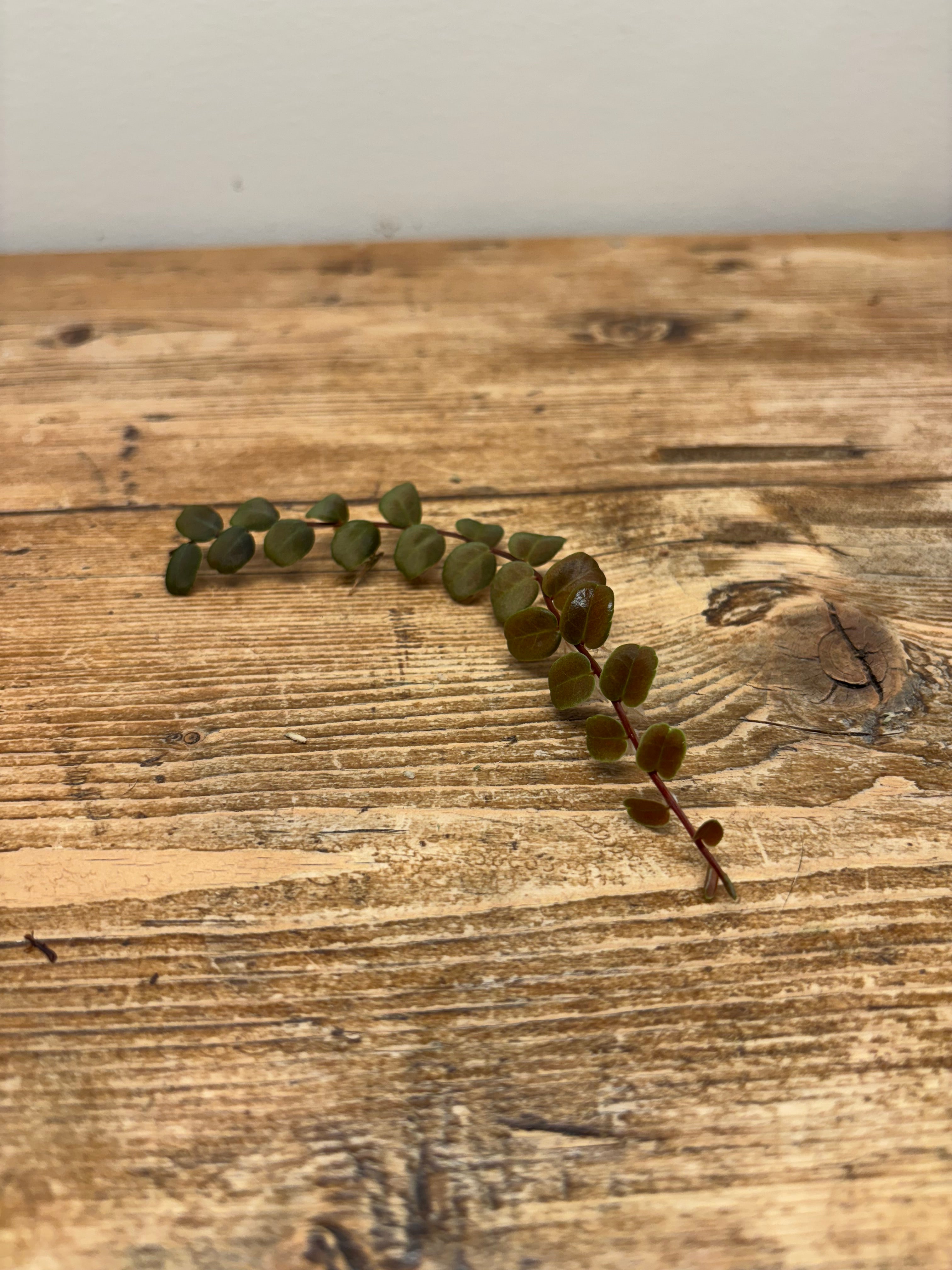 Marcgravia sp. 'Brown'