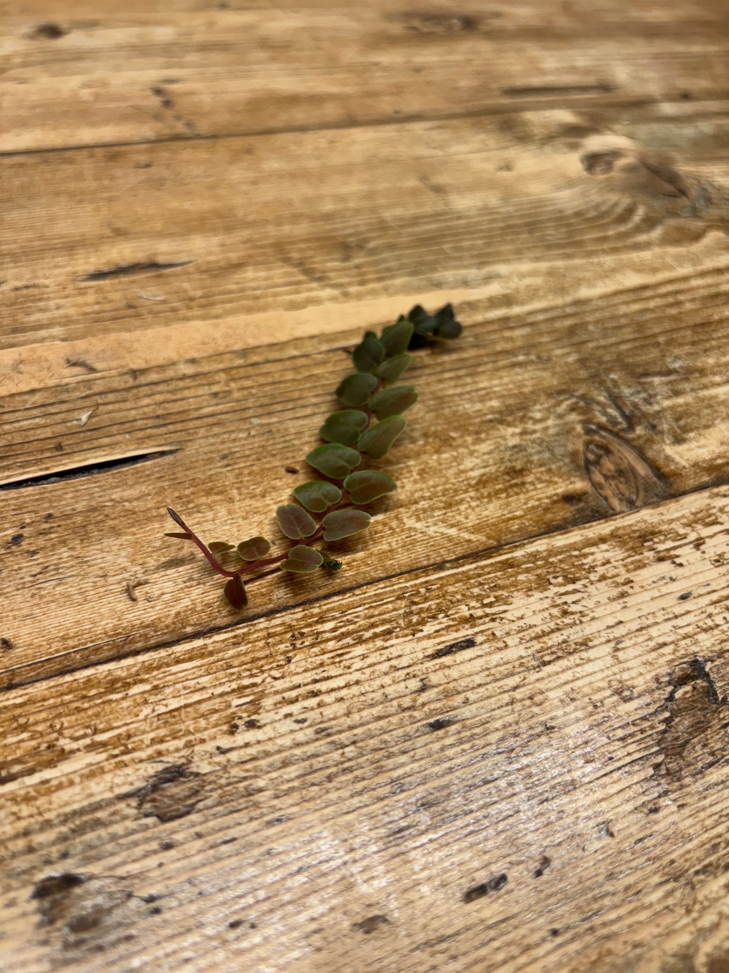 Marcgravia sp. 'Brown' (Peru)