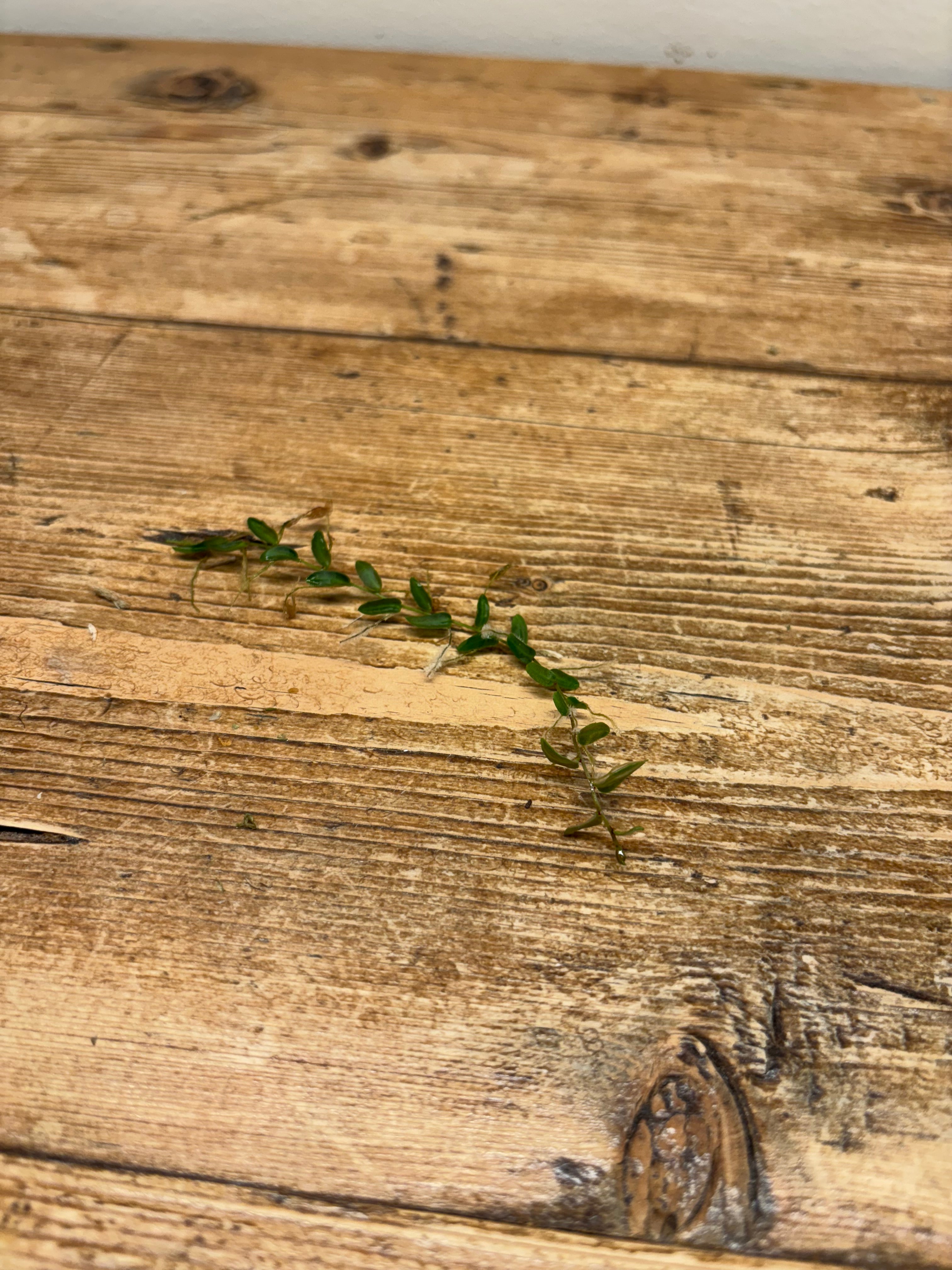 Marcgravia umbellata 'Pink'