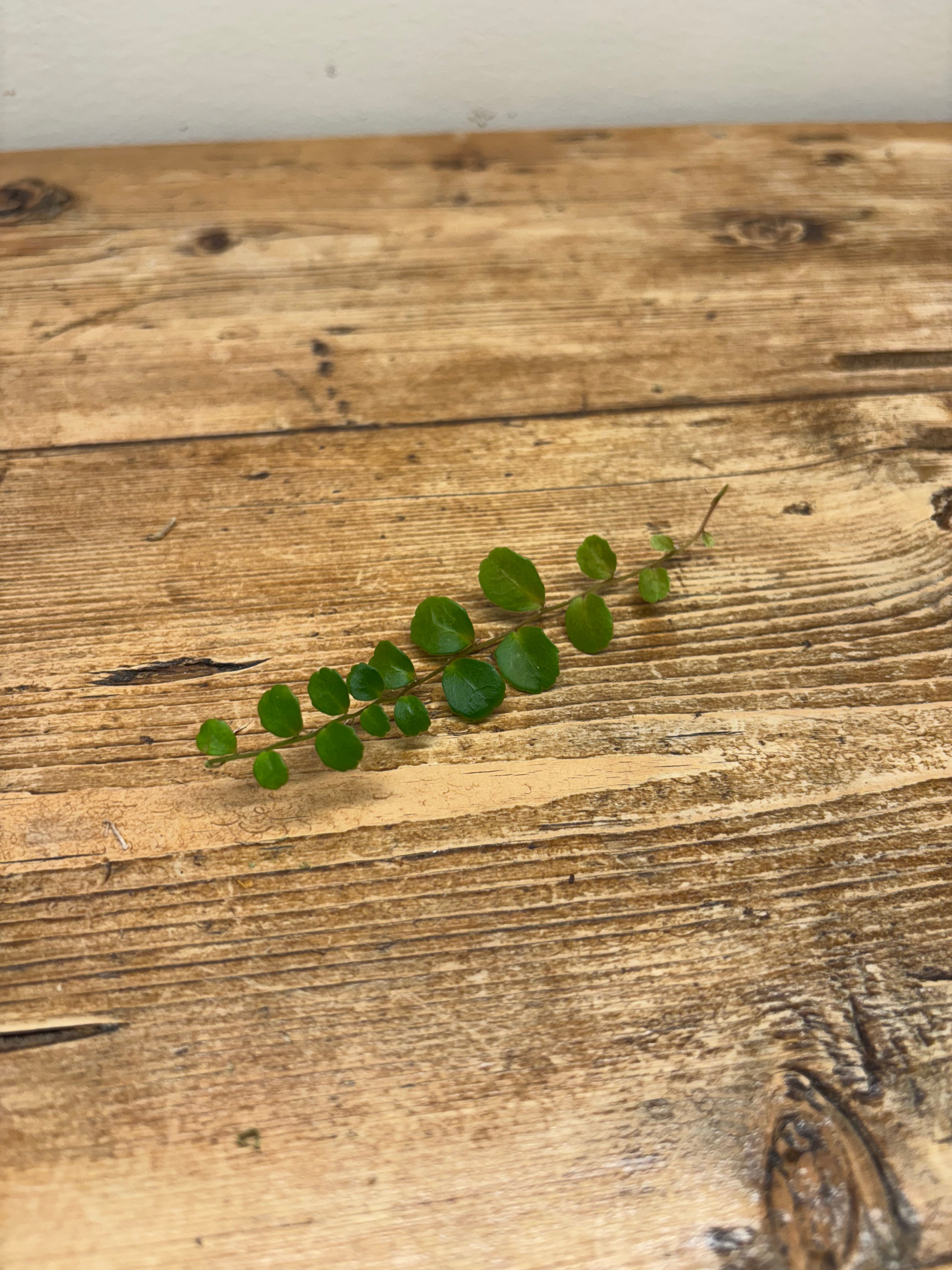 Marcgravia 'Round' (Iquitos)