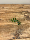 Marcgravia sp. (Bastementos)