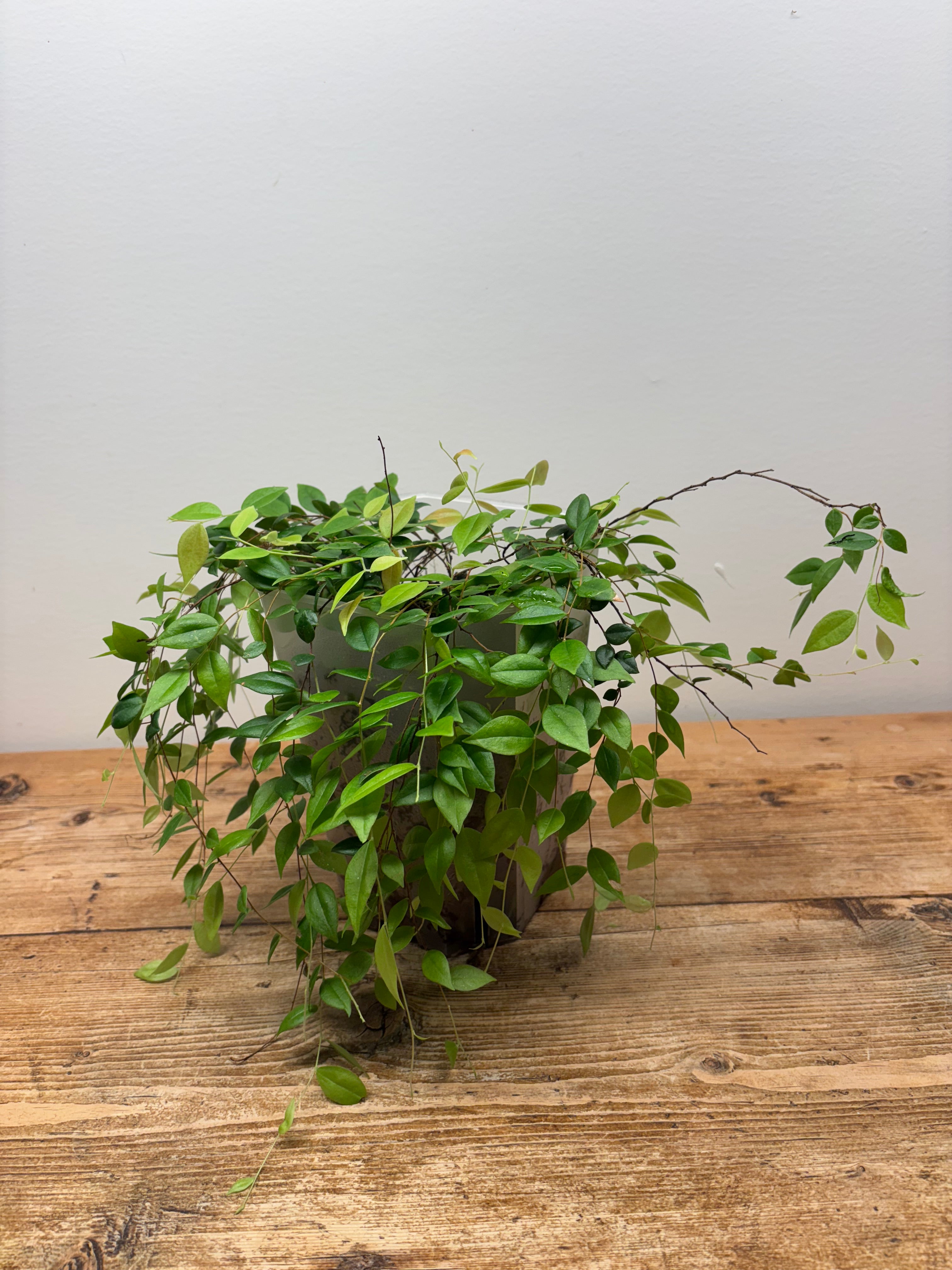 Sphyrospermum dissimile