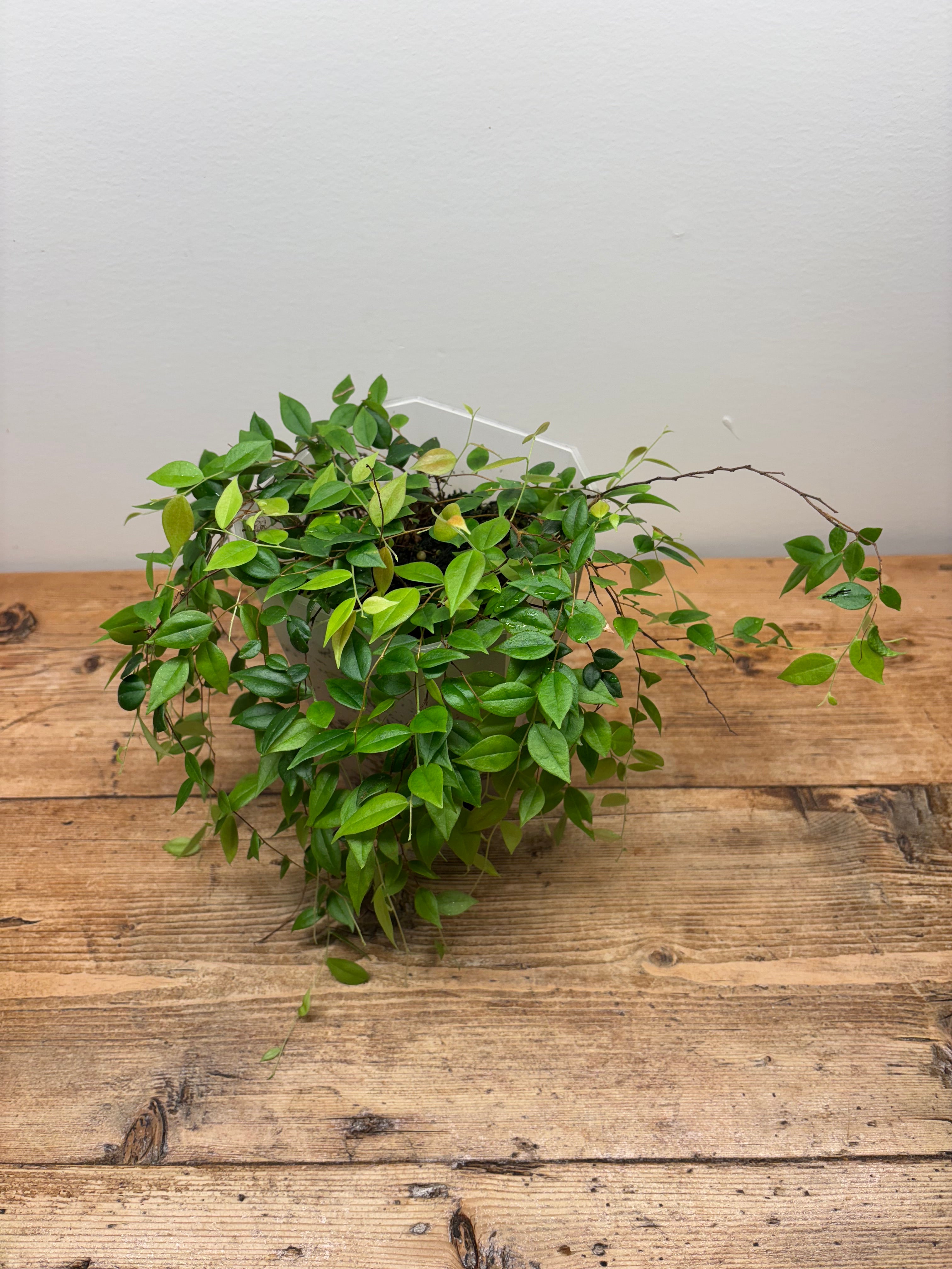 Sphyrospermum dissimile