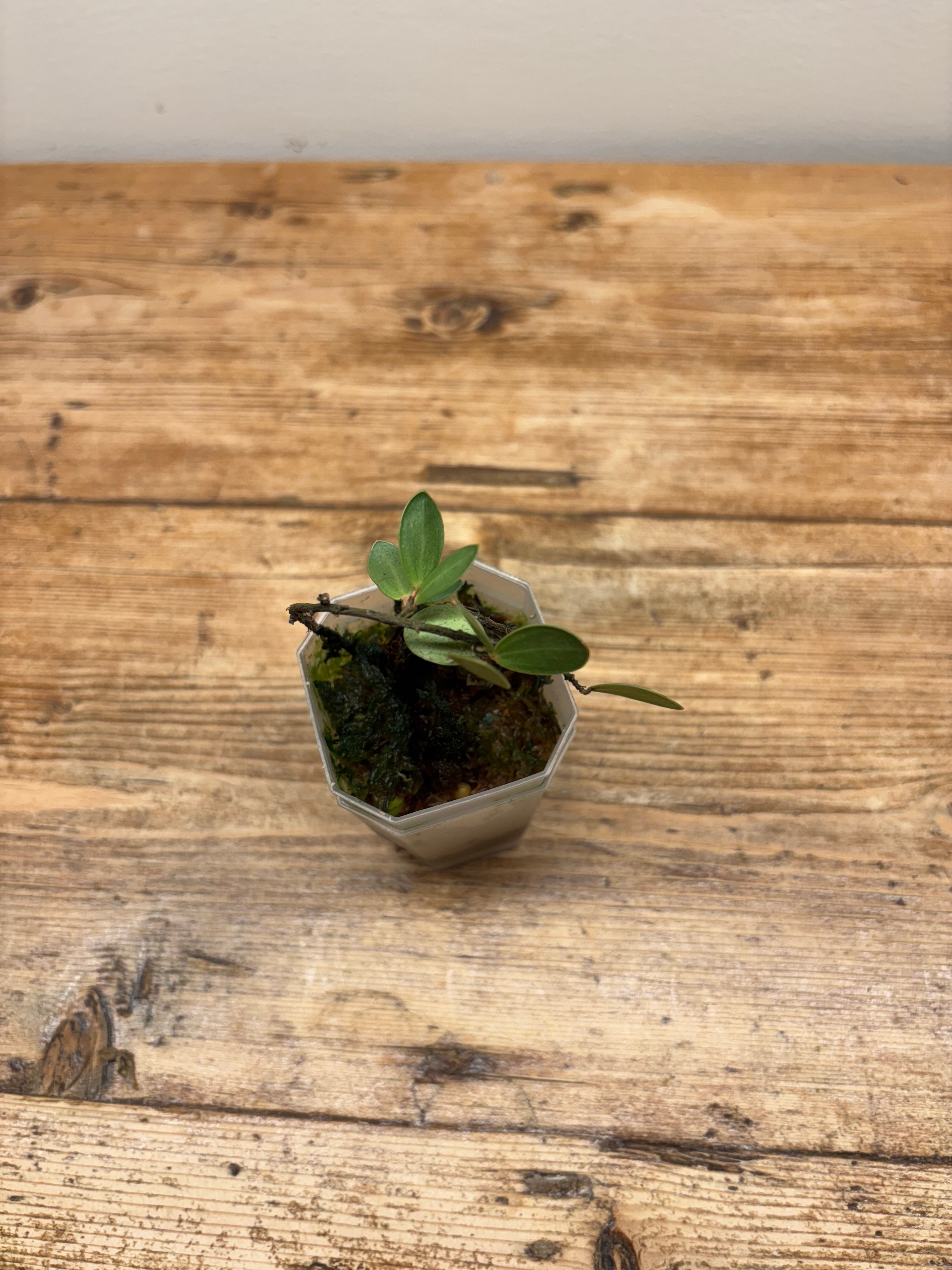 Ceratostema sp. 'Mini'