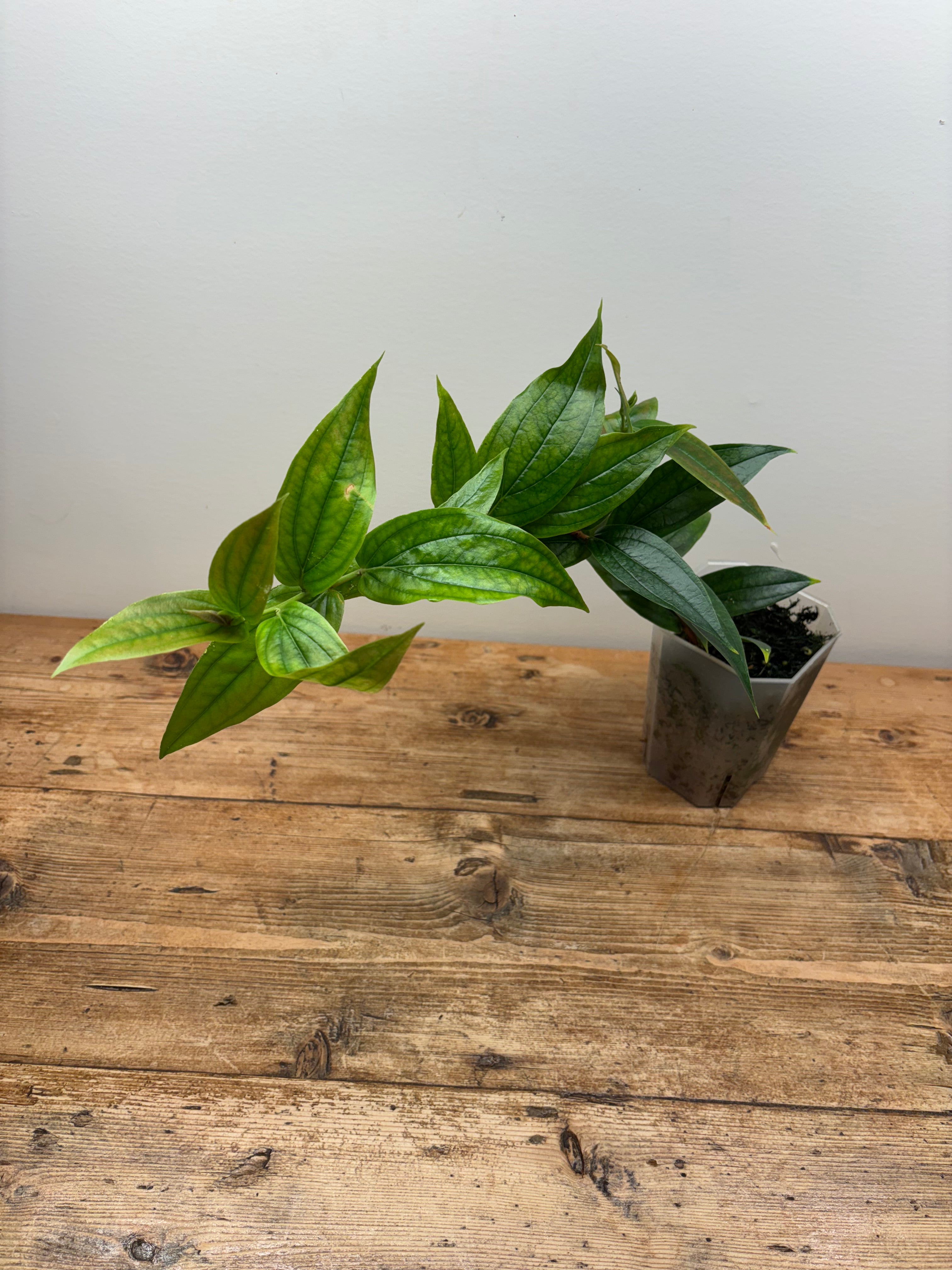 anthurium limon Anthurium sp. 'Limon' – Willy's Tillys