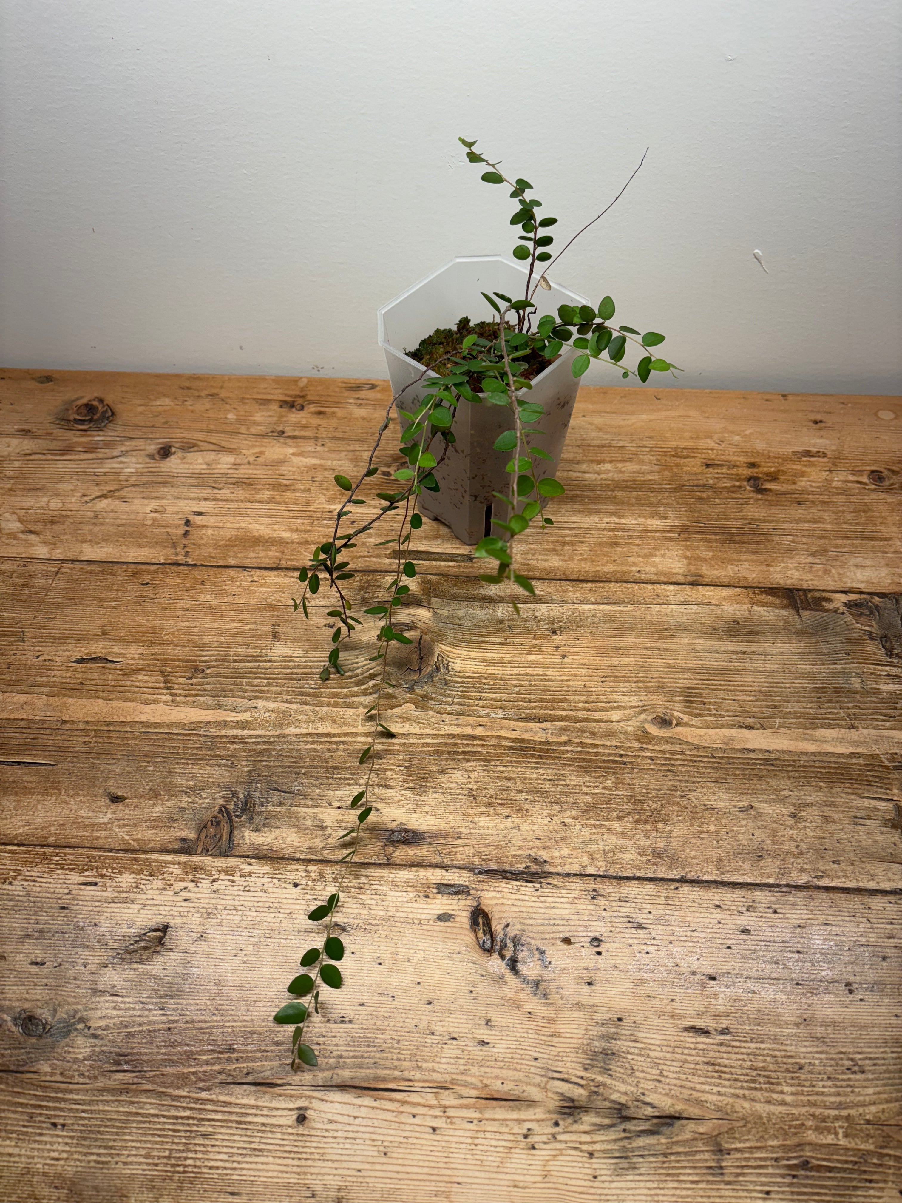 Sphyrospermum buxifolium