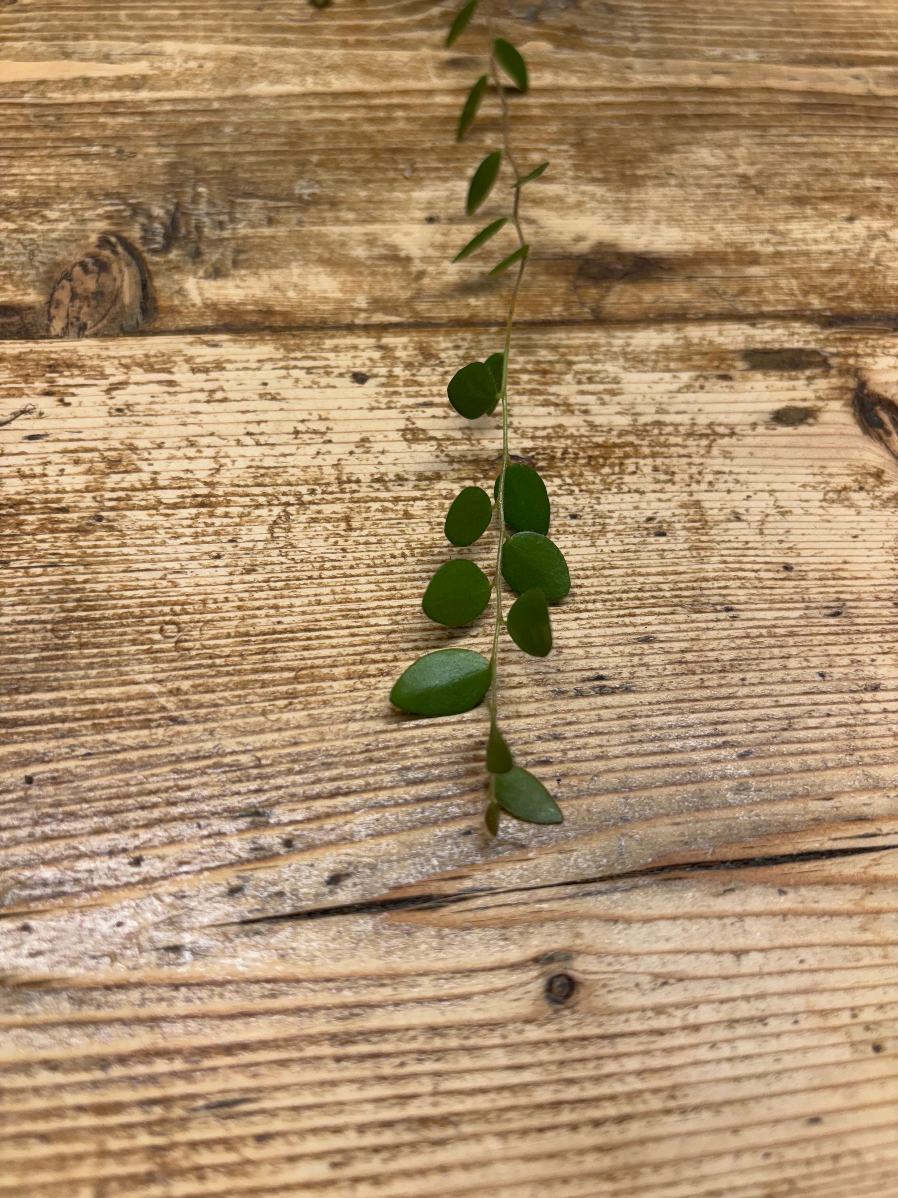 Sphyrospermum buxifolium