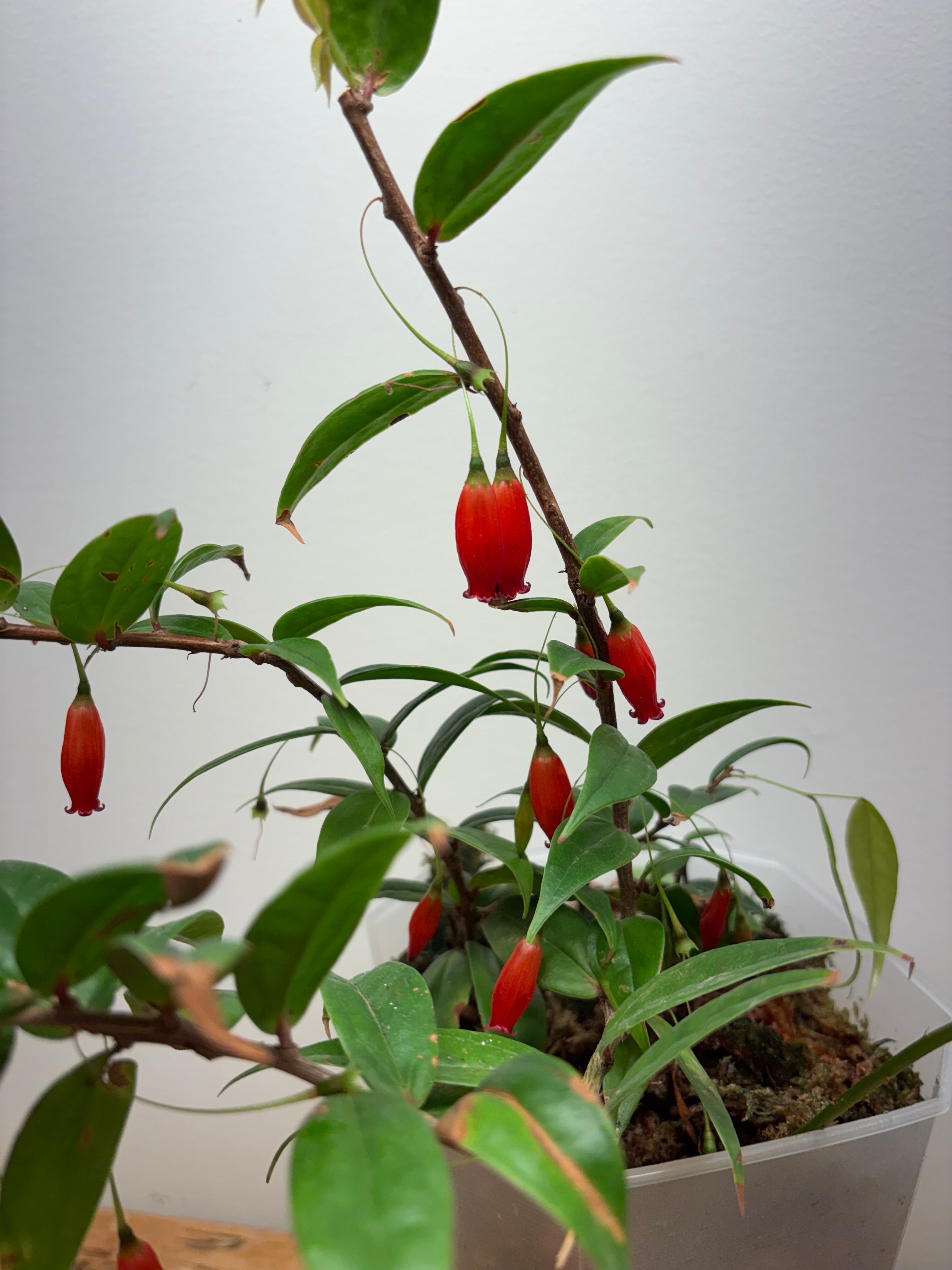 Sphyrospermum species