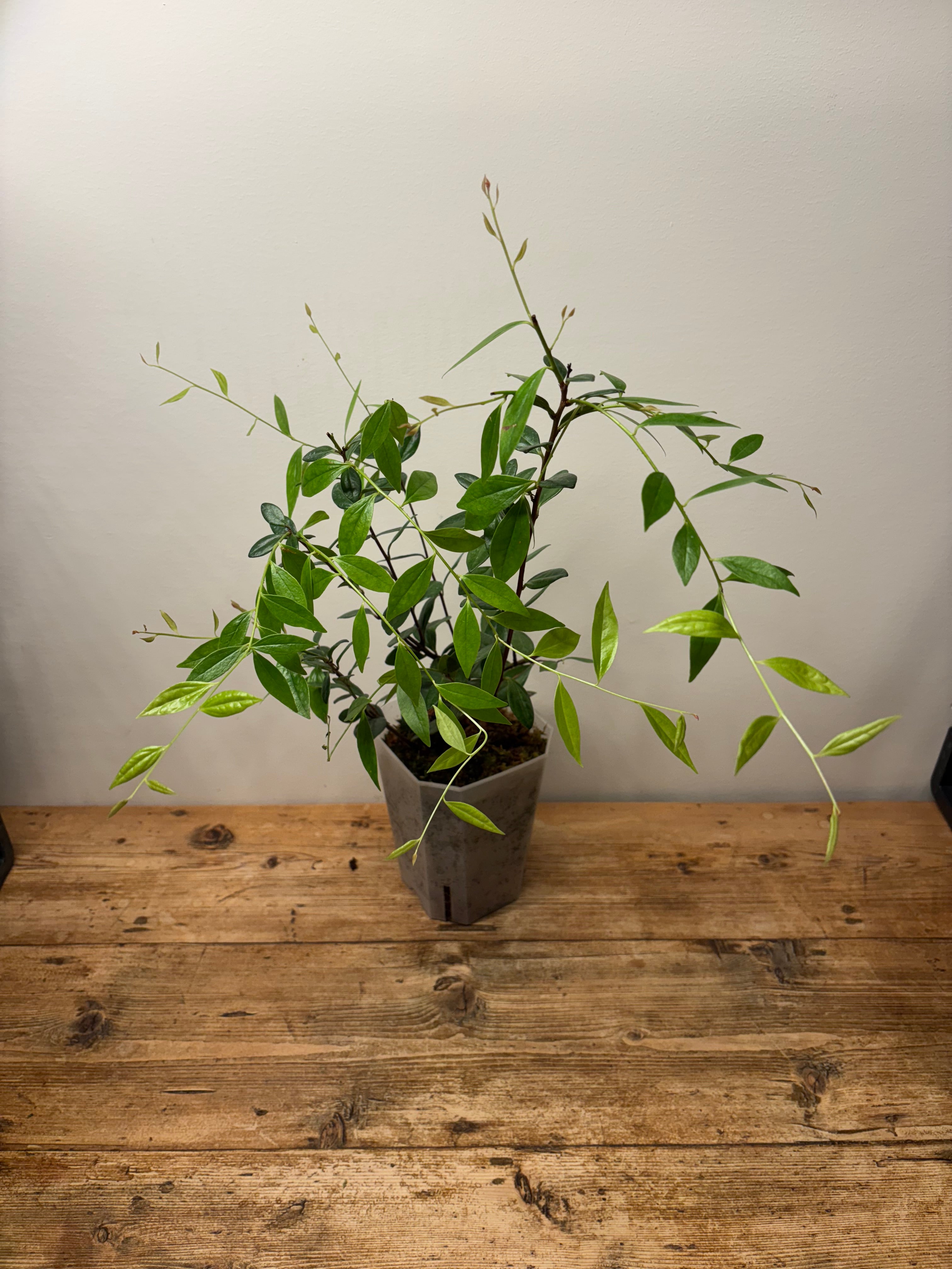 Macleania floribunda