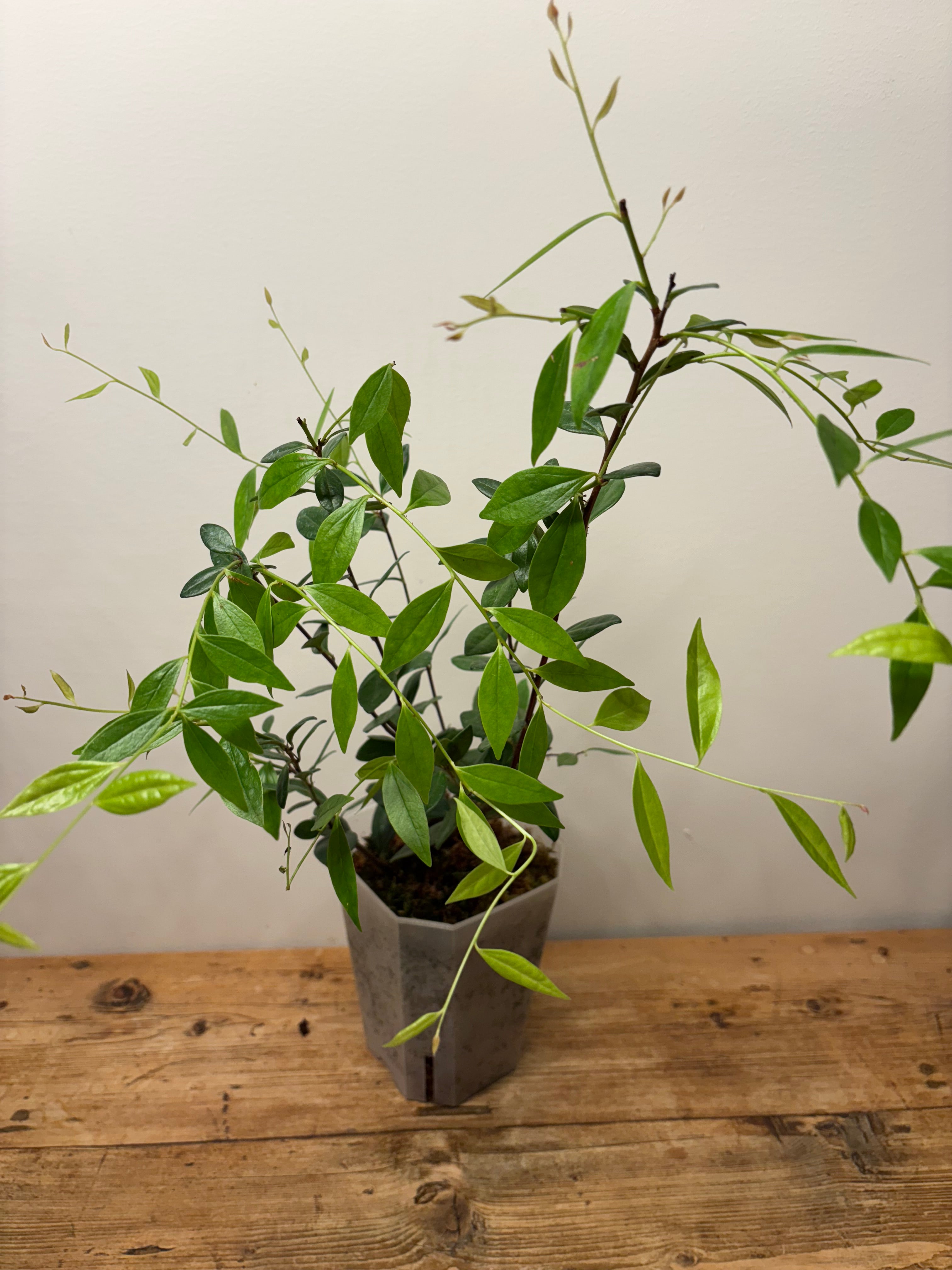 Macleania floribunda