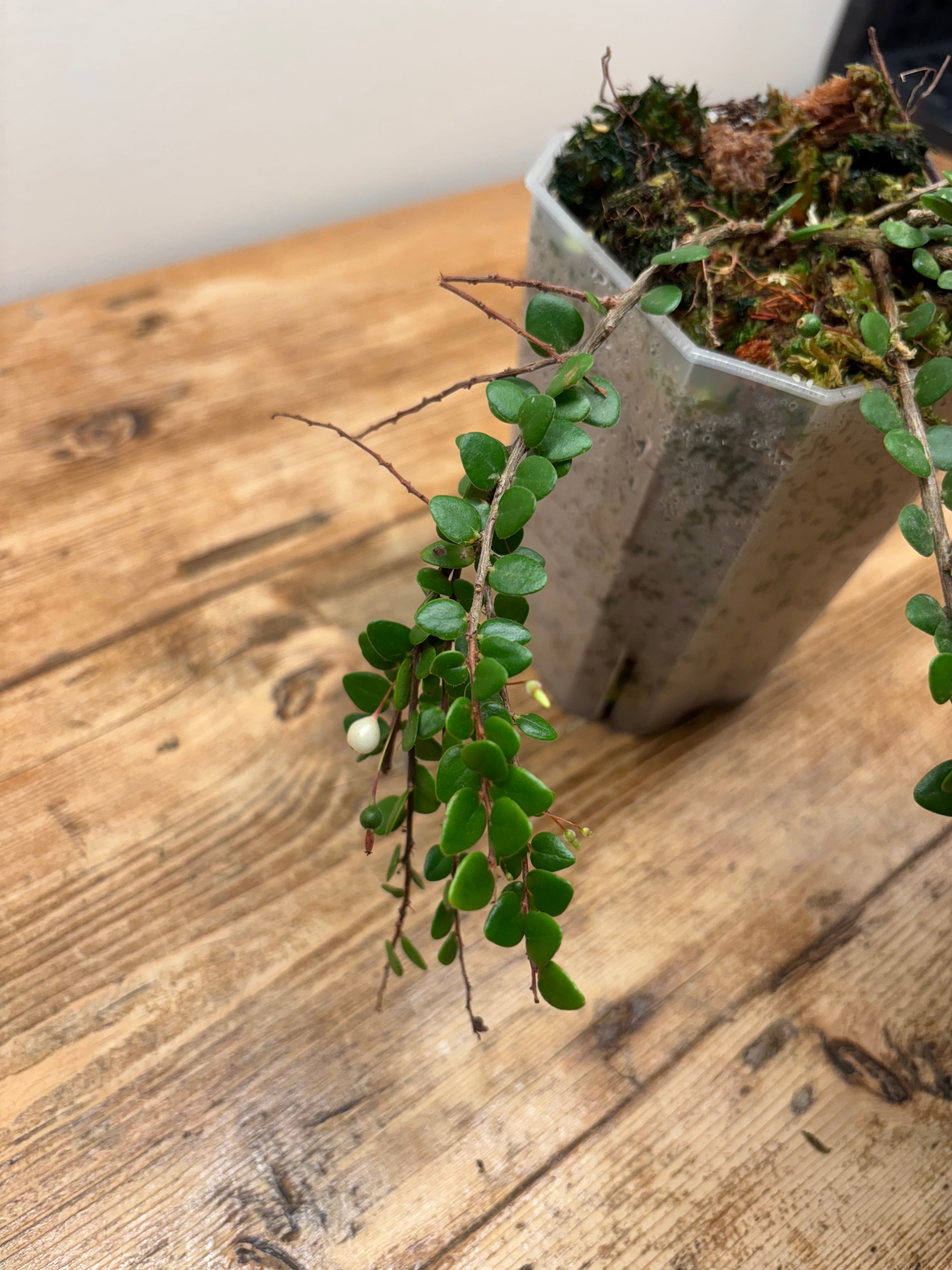 Sphyrospermum buxifolium var. Ecuagenera