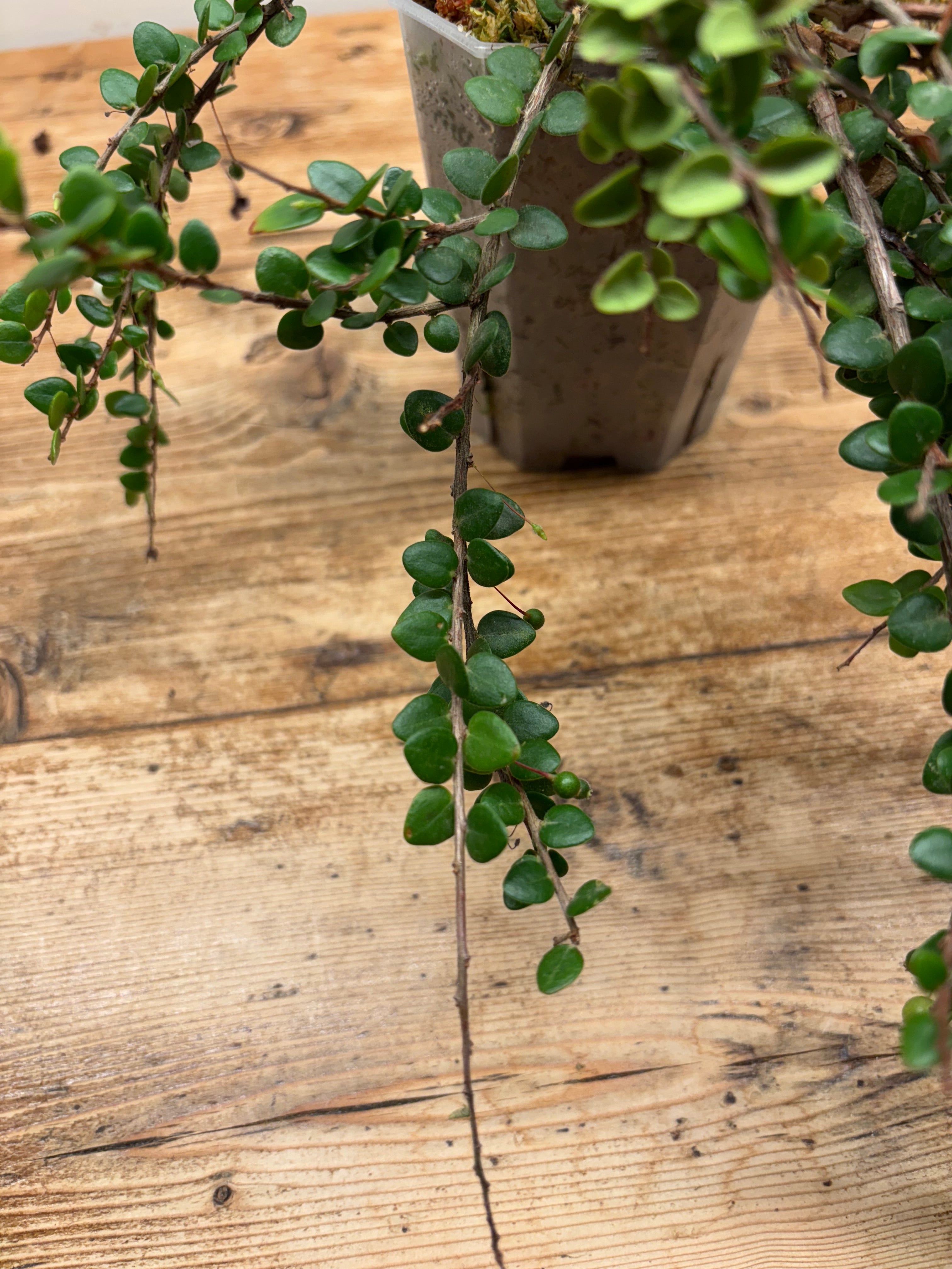 Sphyrospermum buxifolium var. Ecuagenera