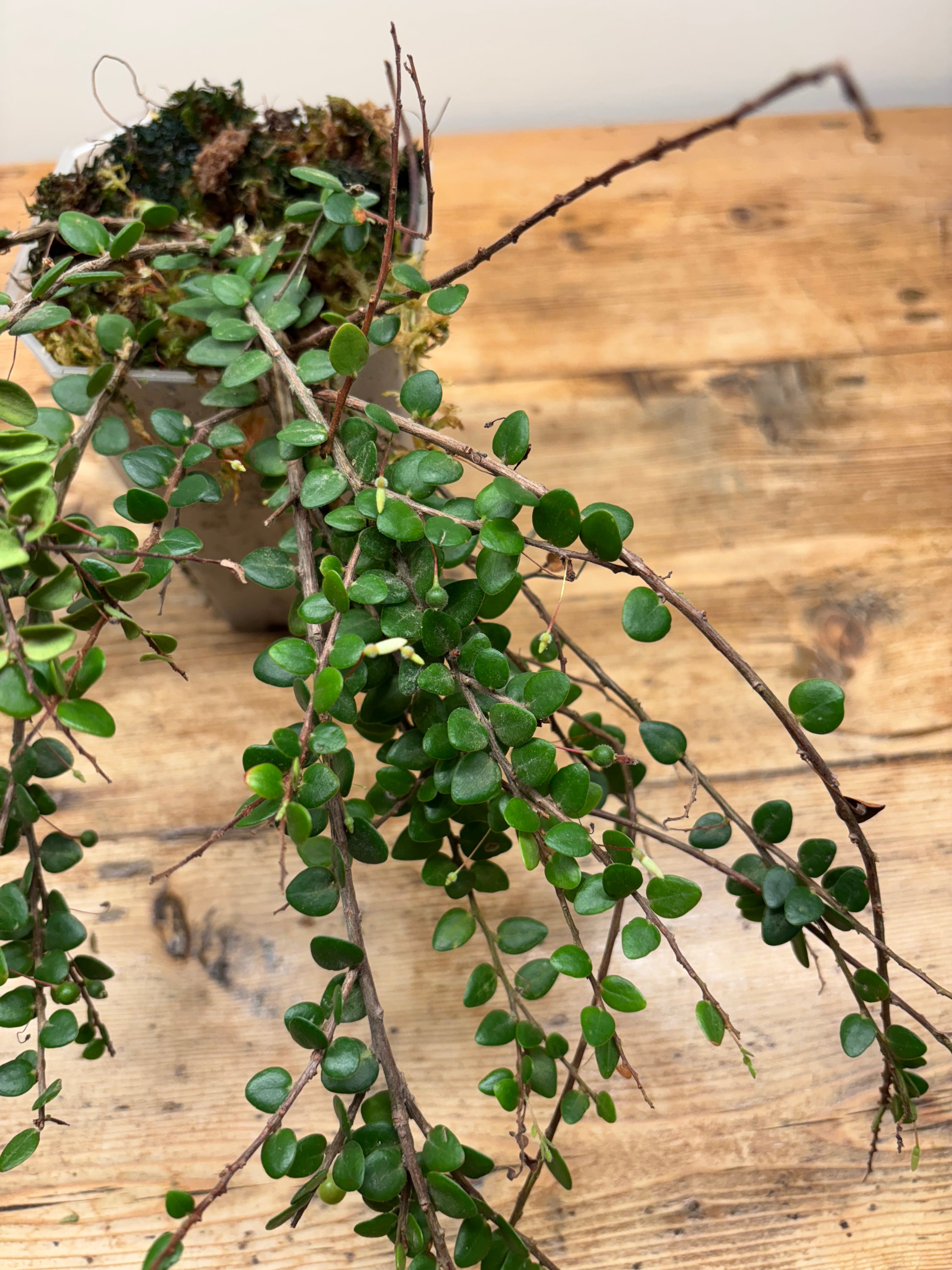 Sphyrospermum buxifolium var. Ecuagenera