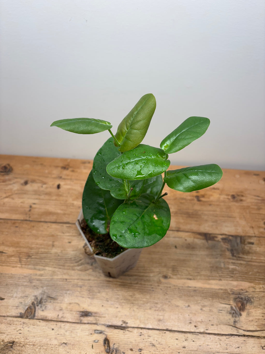 Macleania pentaptera