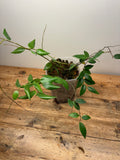 Ceratostema doucettei
