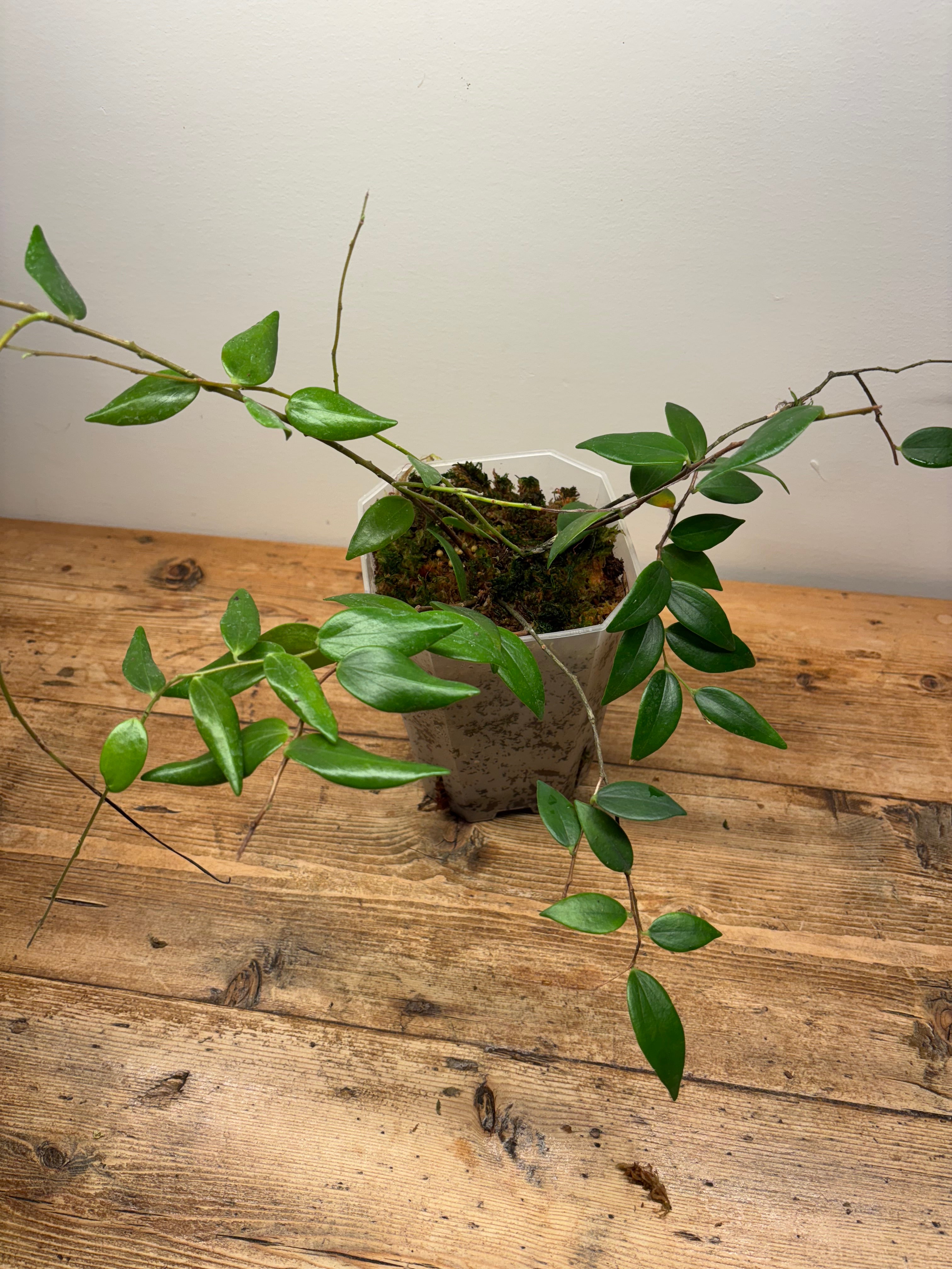 Ceratostema doucettei