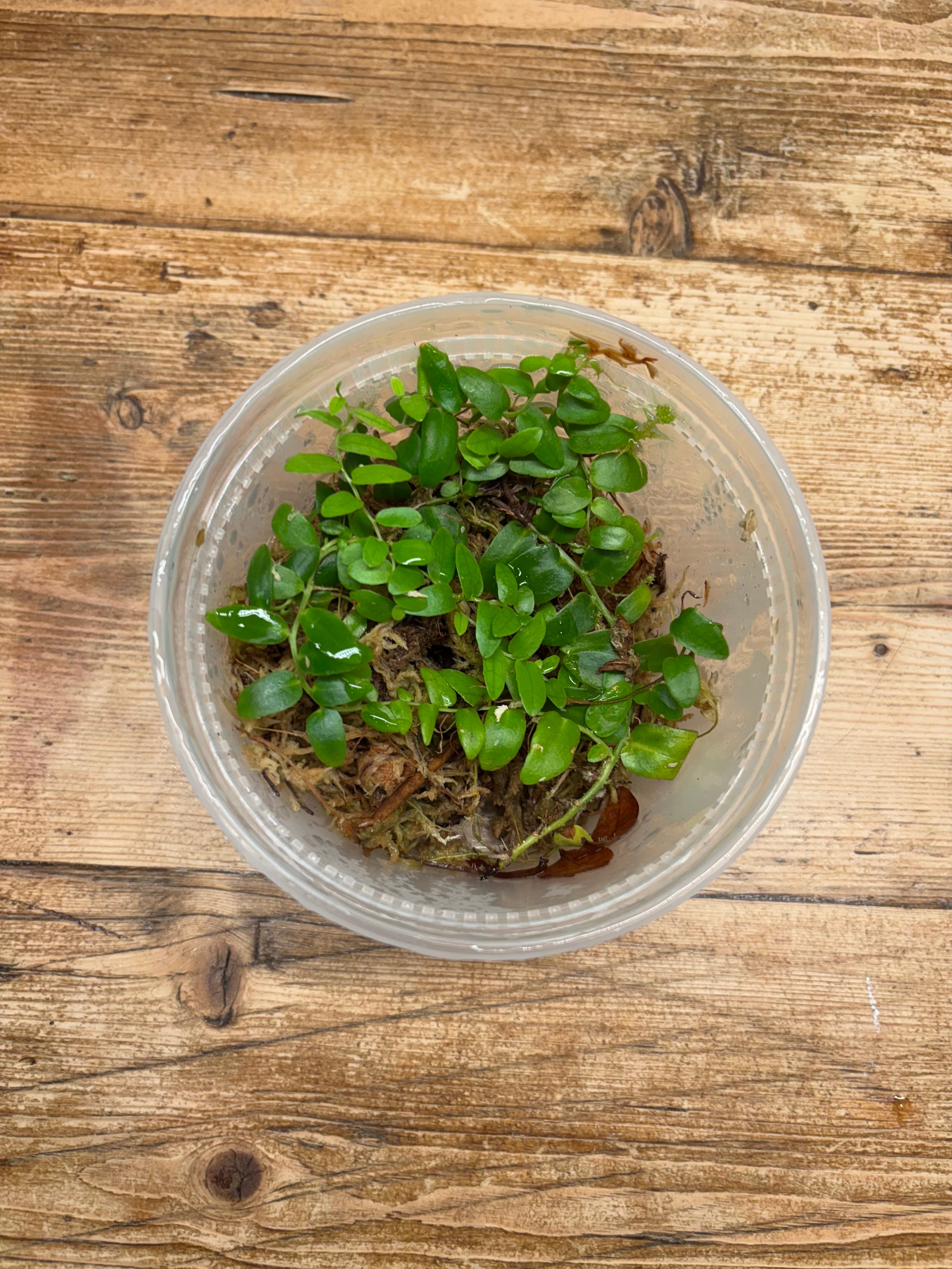 Marcgravia species 'Stanislav'