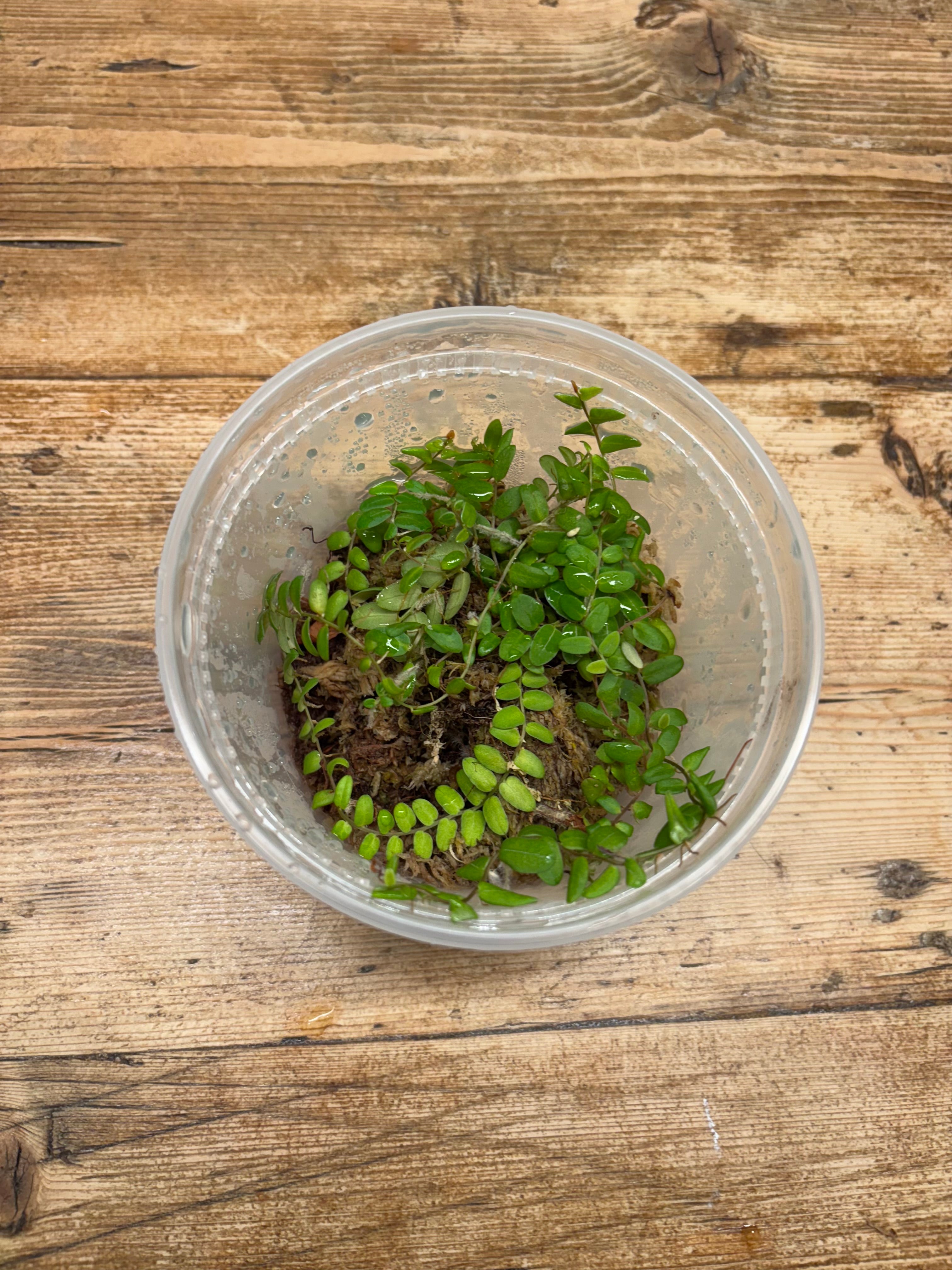 Marcgravia aff. umbellata