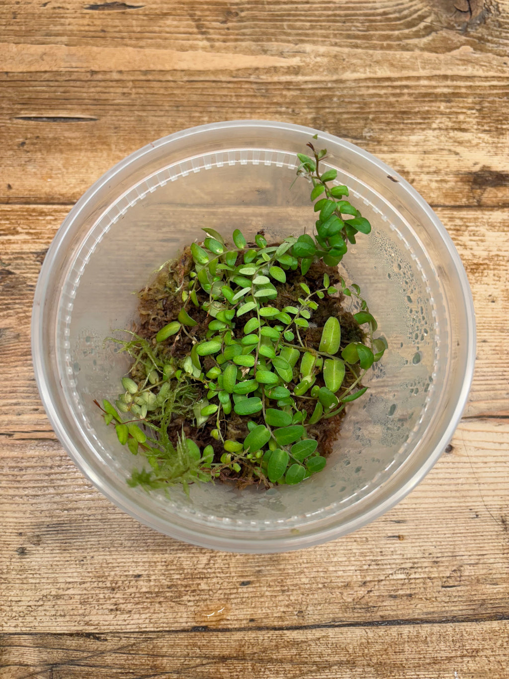 Marcgravia aff. umbellata