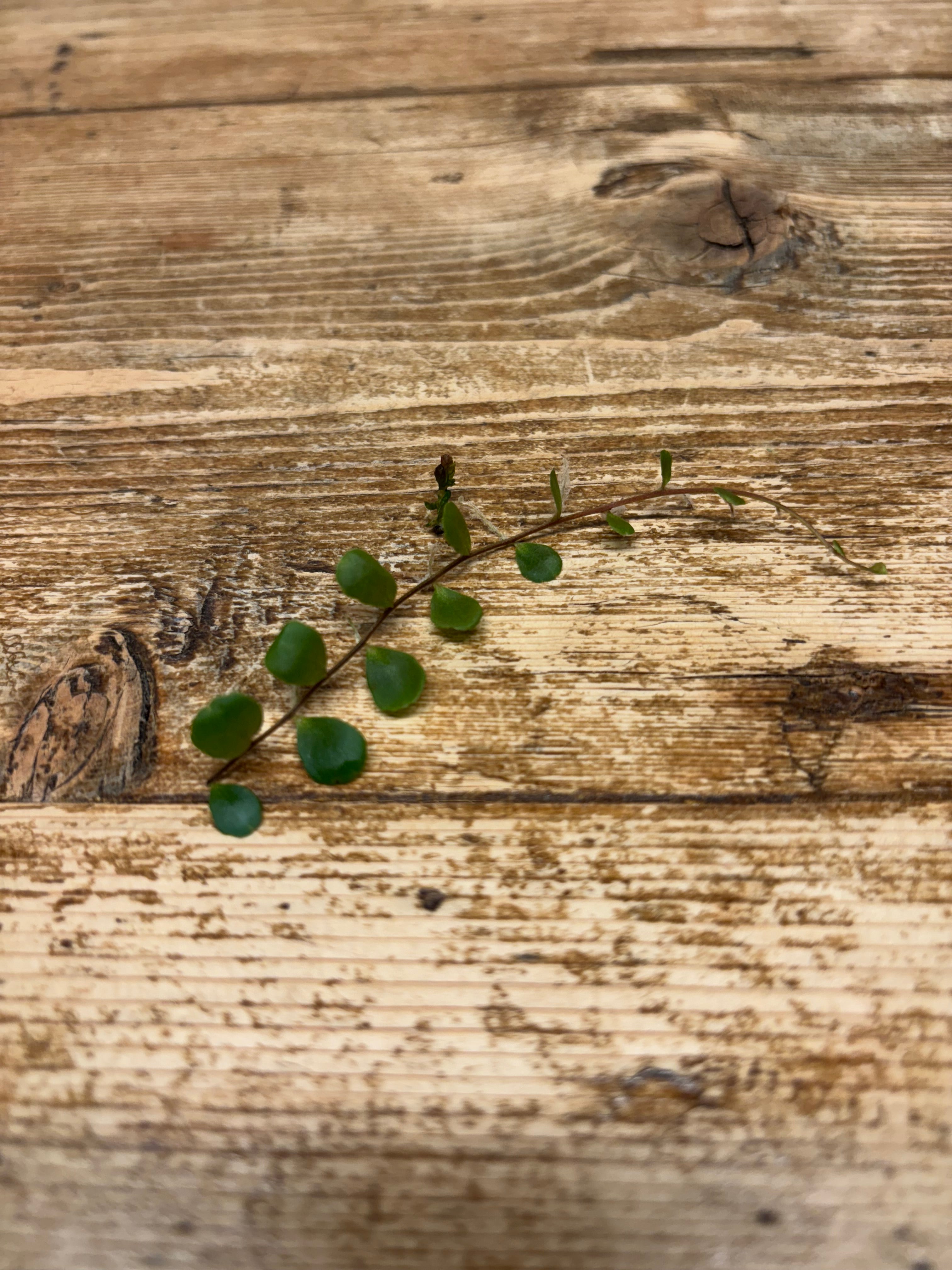 Marcgravia 'Mini Mundo'