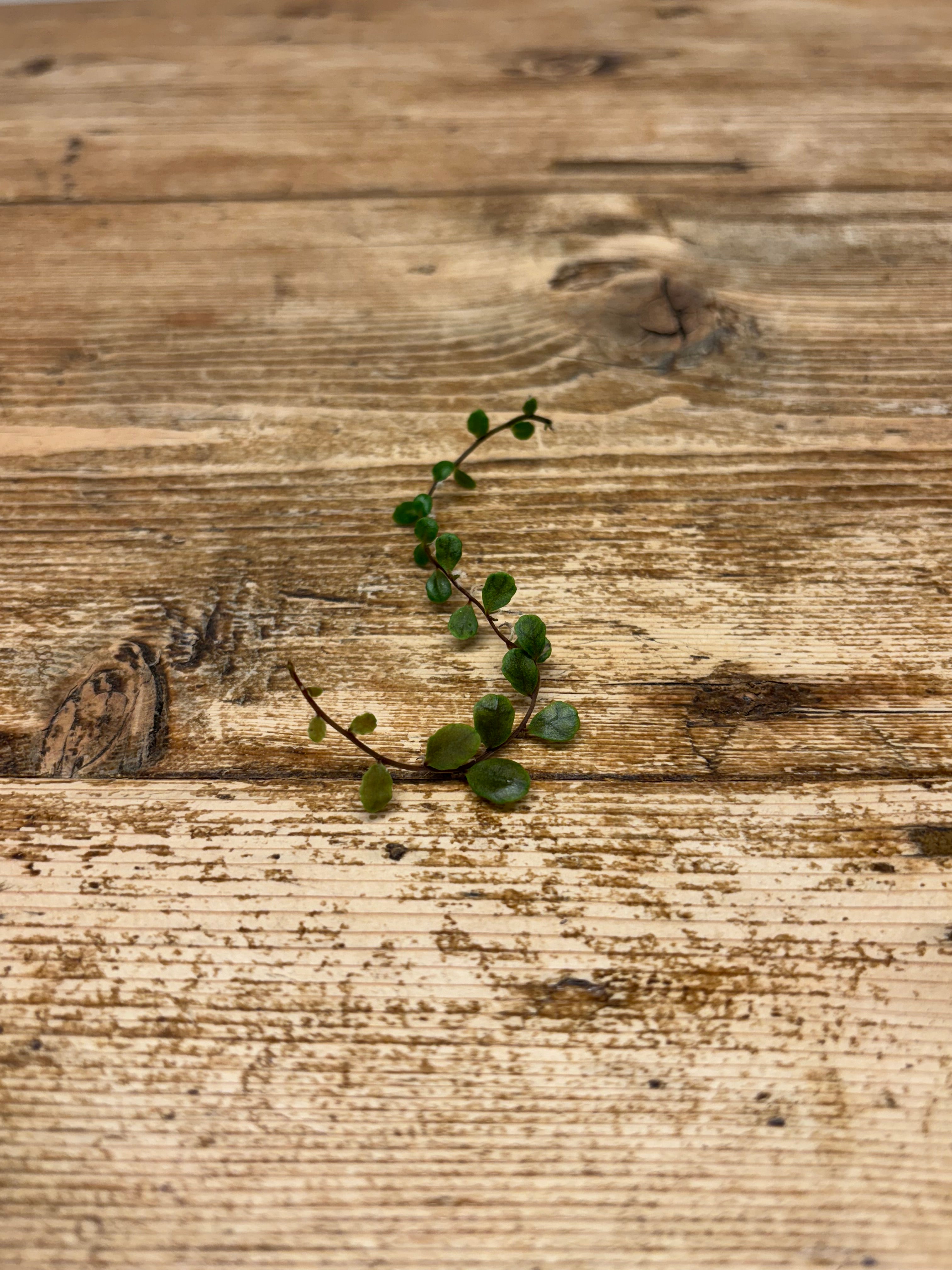 Marcgravia species 'Stanislav'