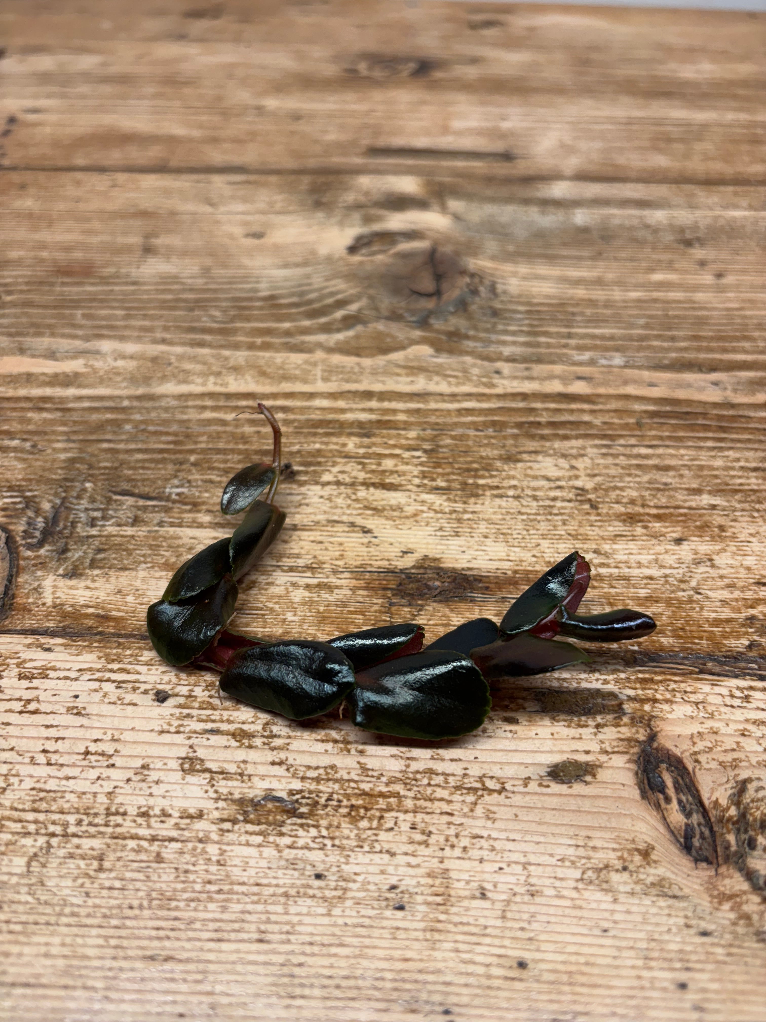 Marcgravia 'Dark Brown'