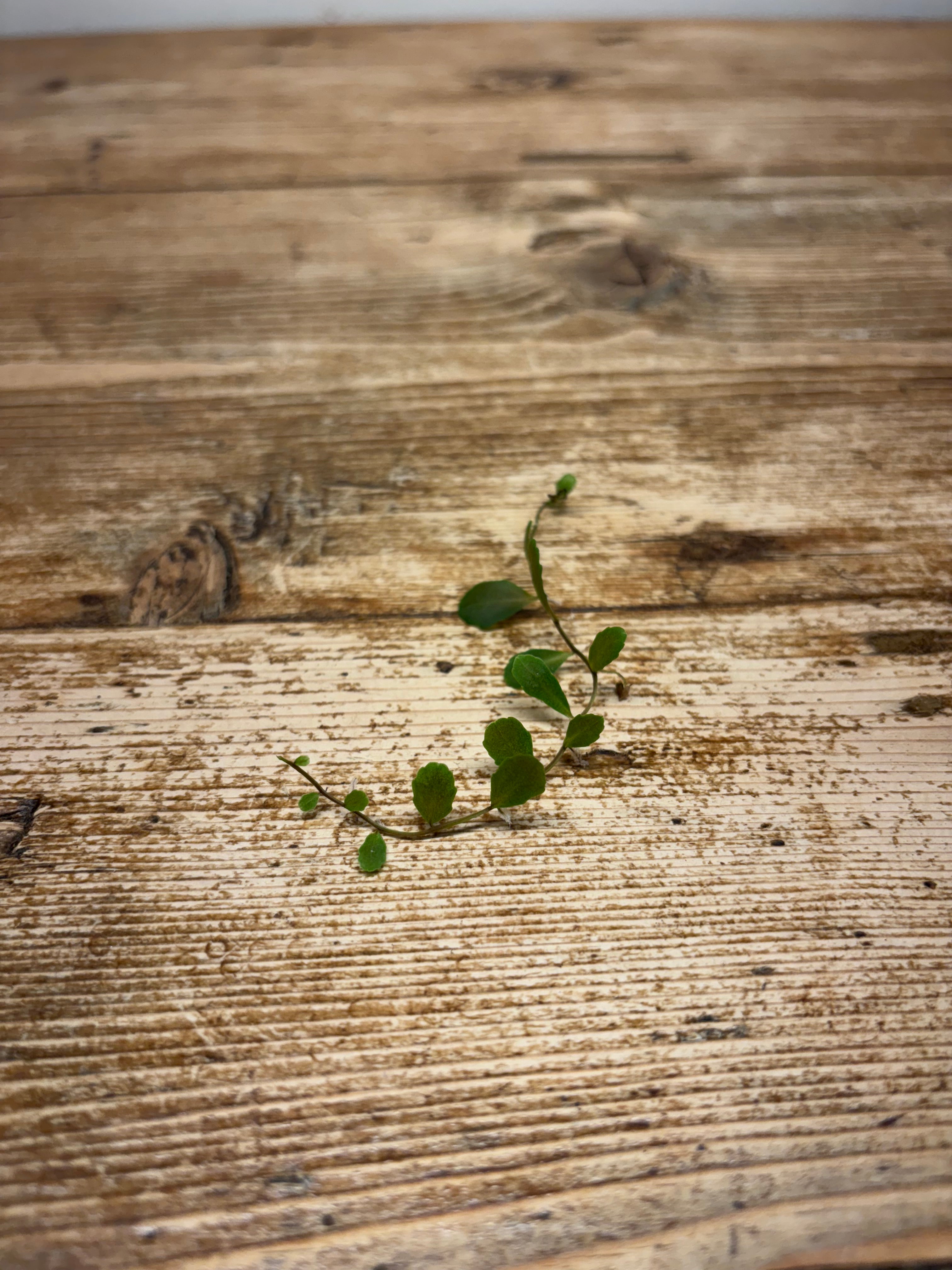 Marcgravia species 'St. Lucia'