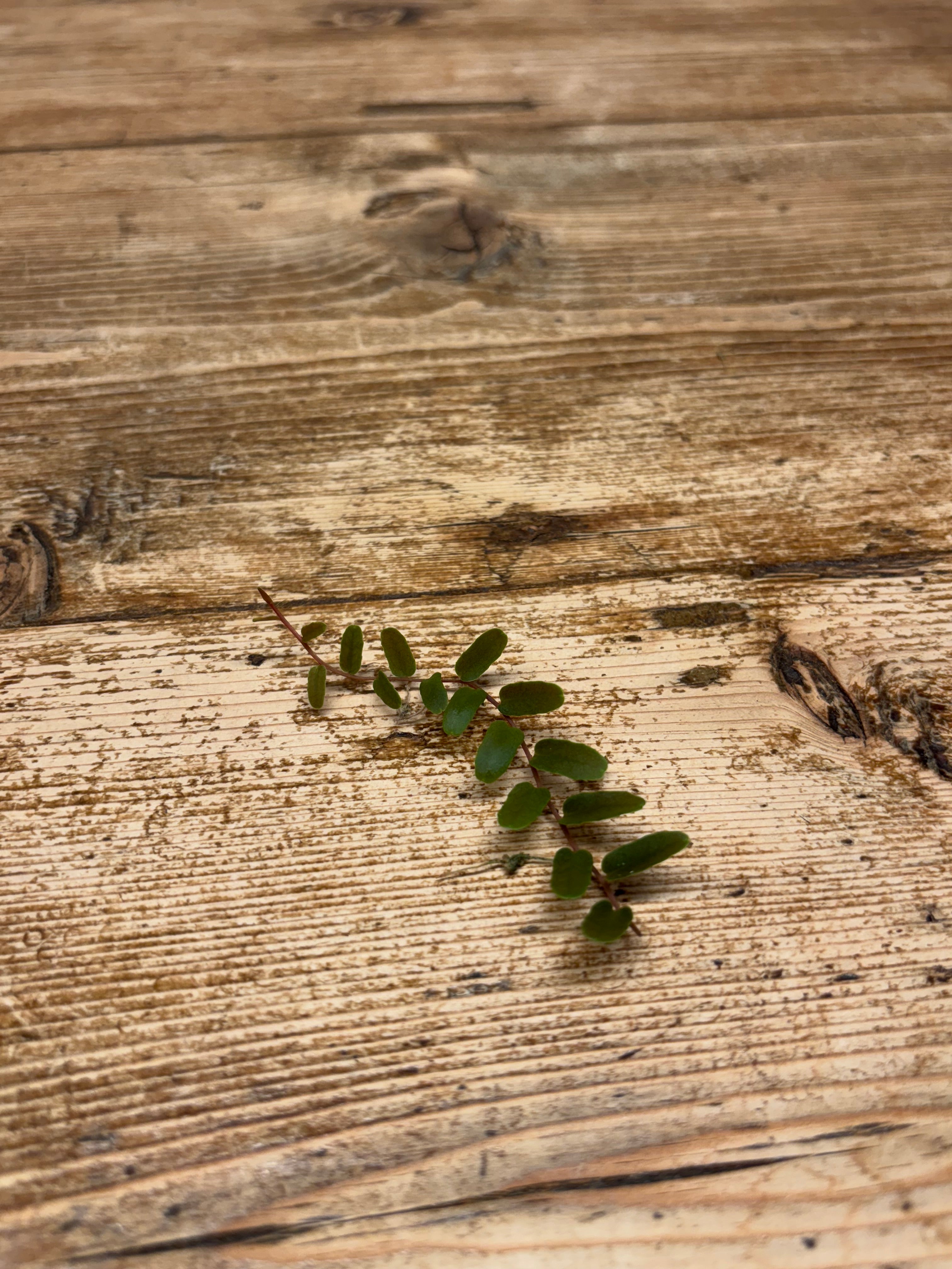 Marcgravia (Santiago)