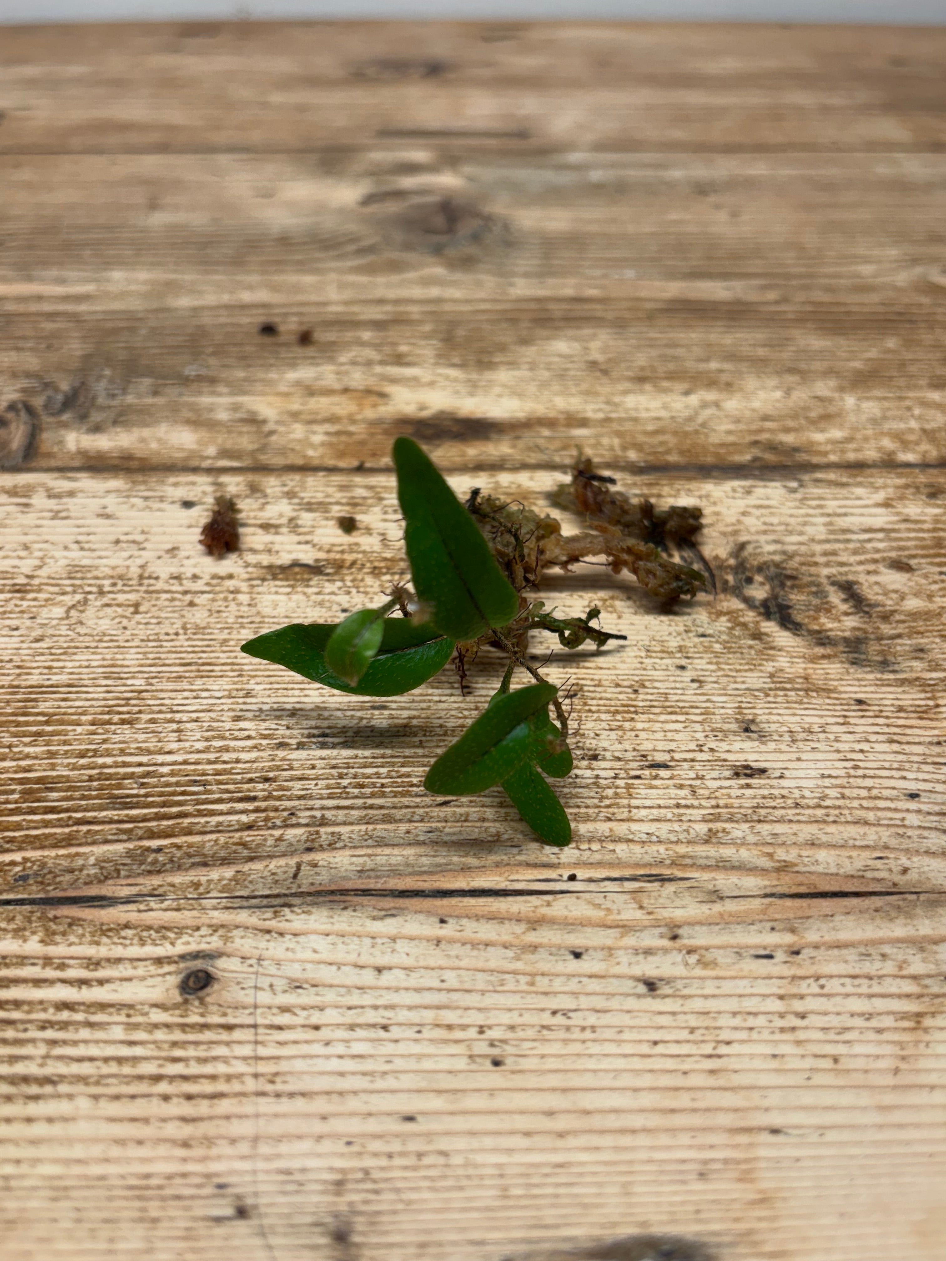 Microgramma Cf reptans (#5)