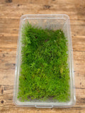 Sphagnum moss