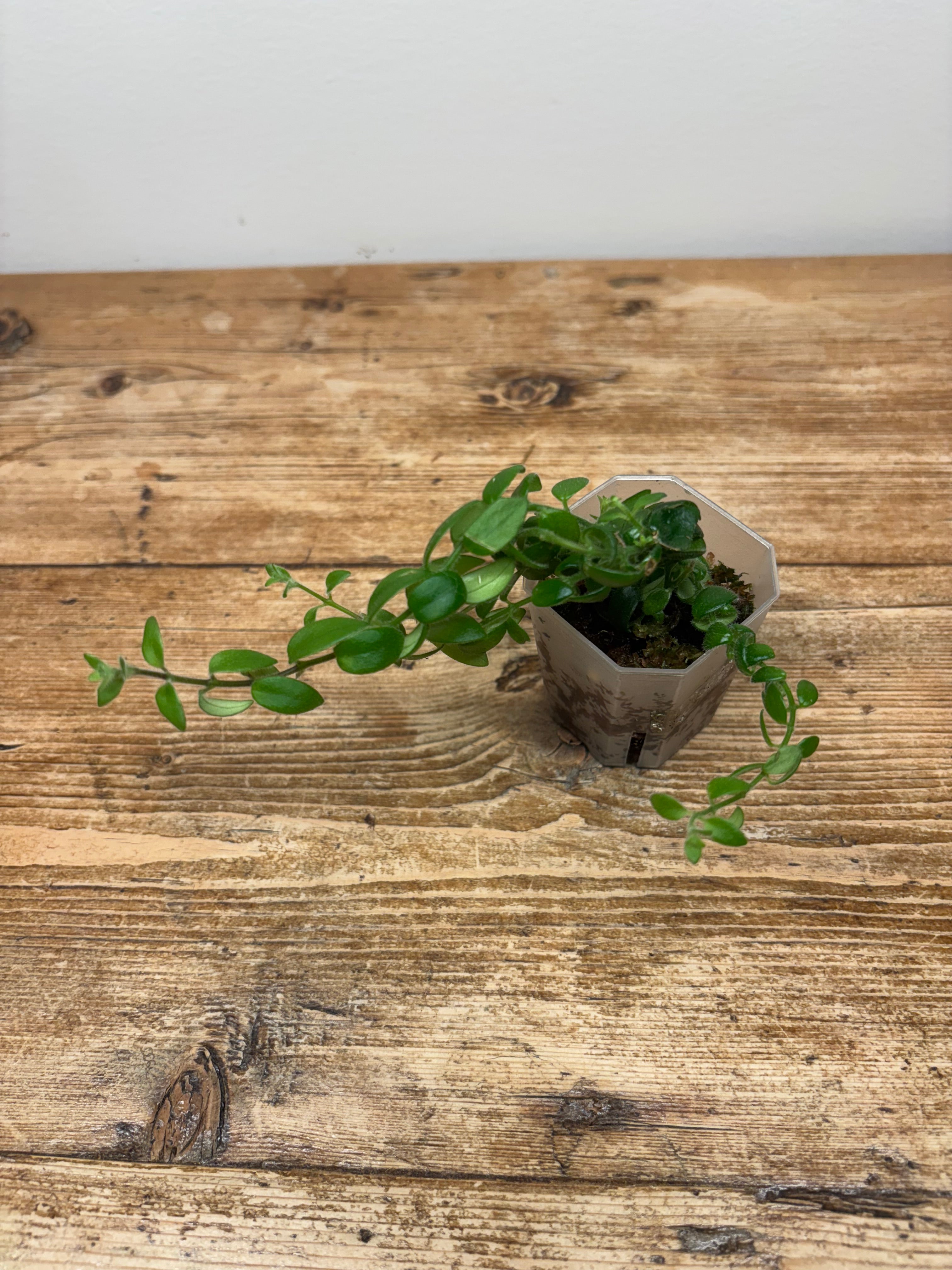 Aeschynanthus radicans 'Rasta'