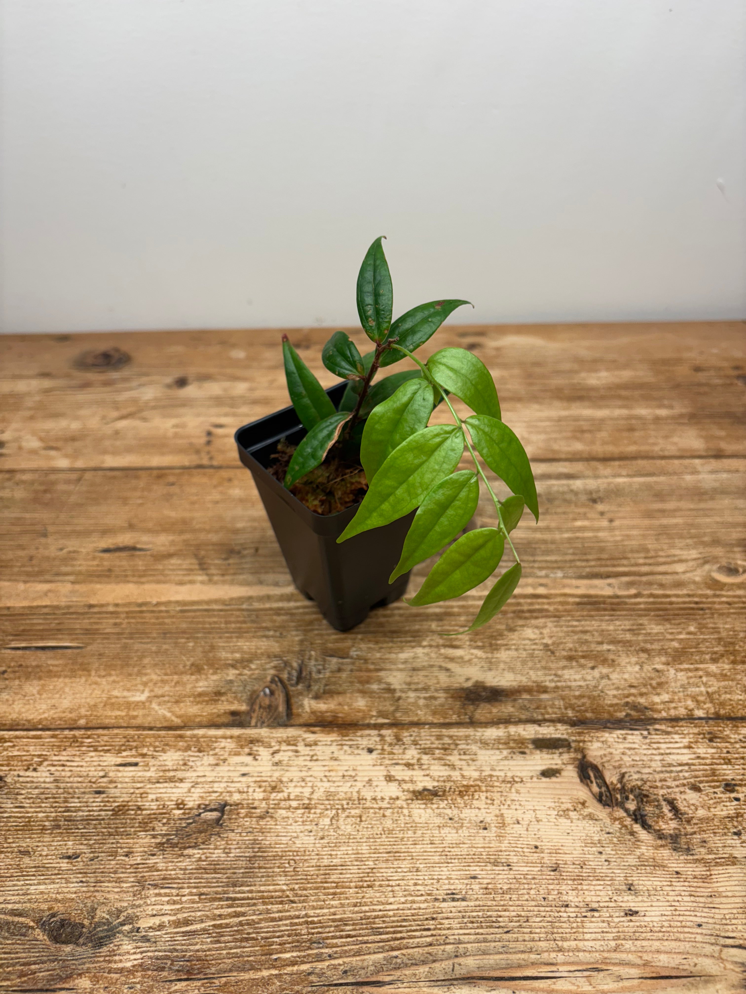 Sphyrospermum species