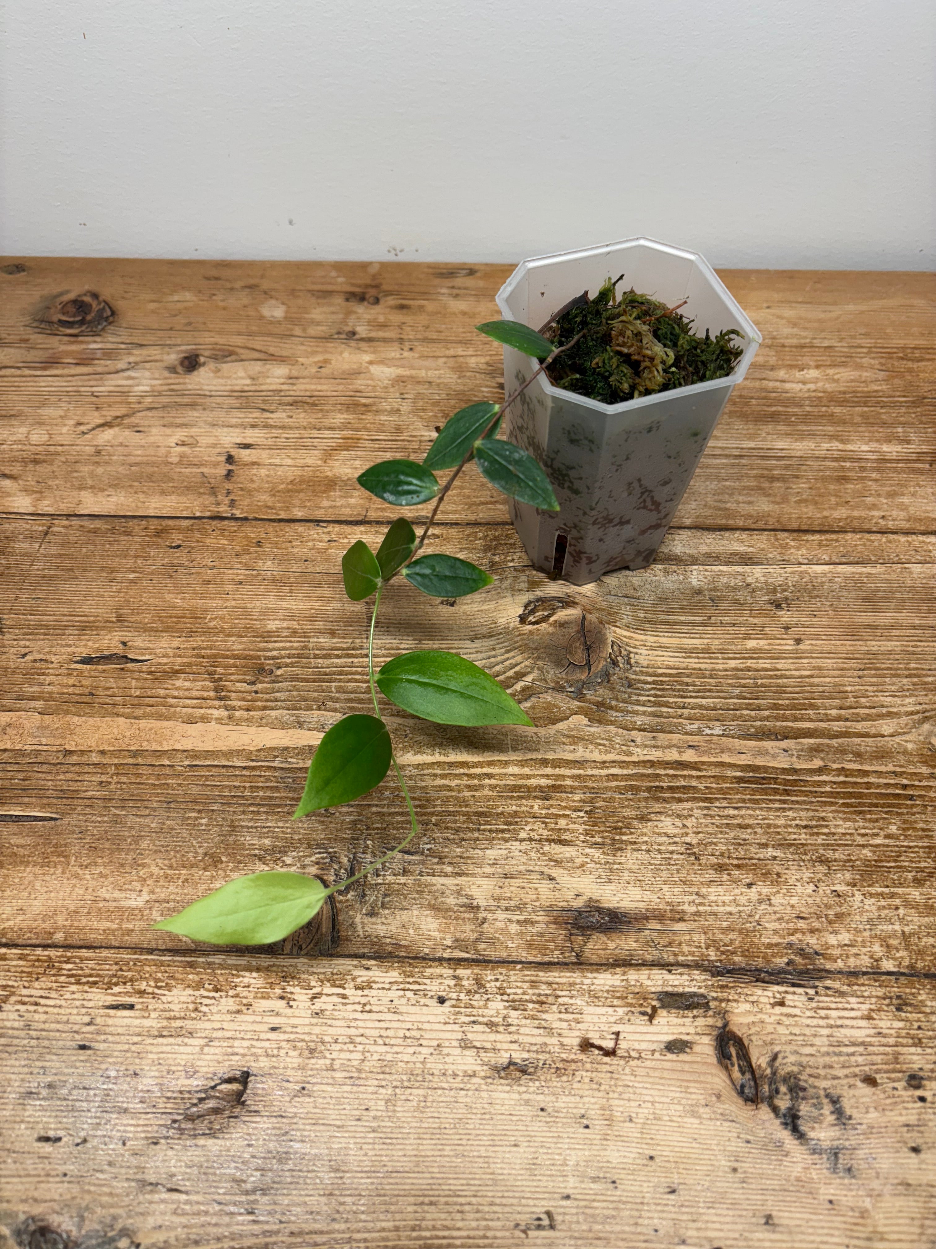 Ceratostema jorgebritoi