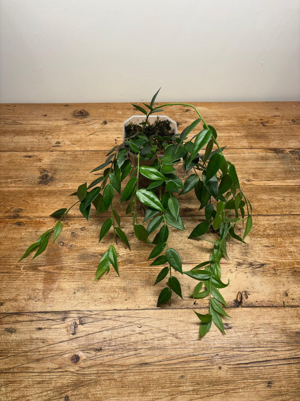 Ceratostema loucinae