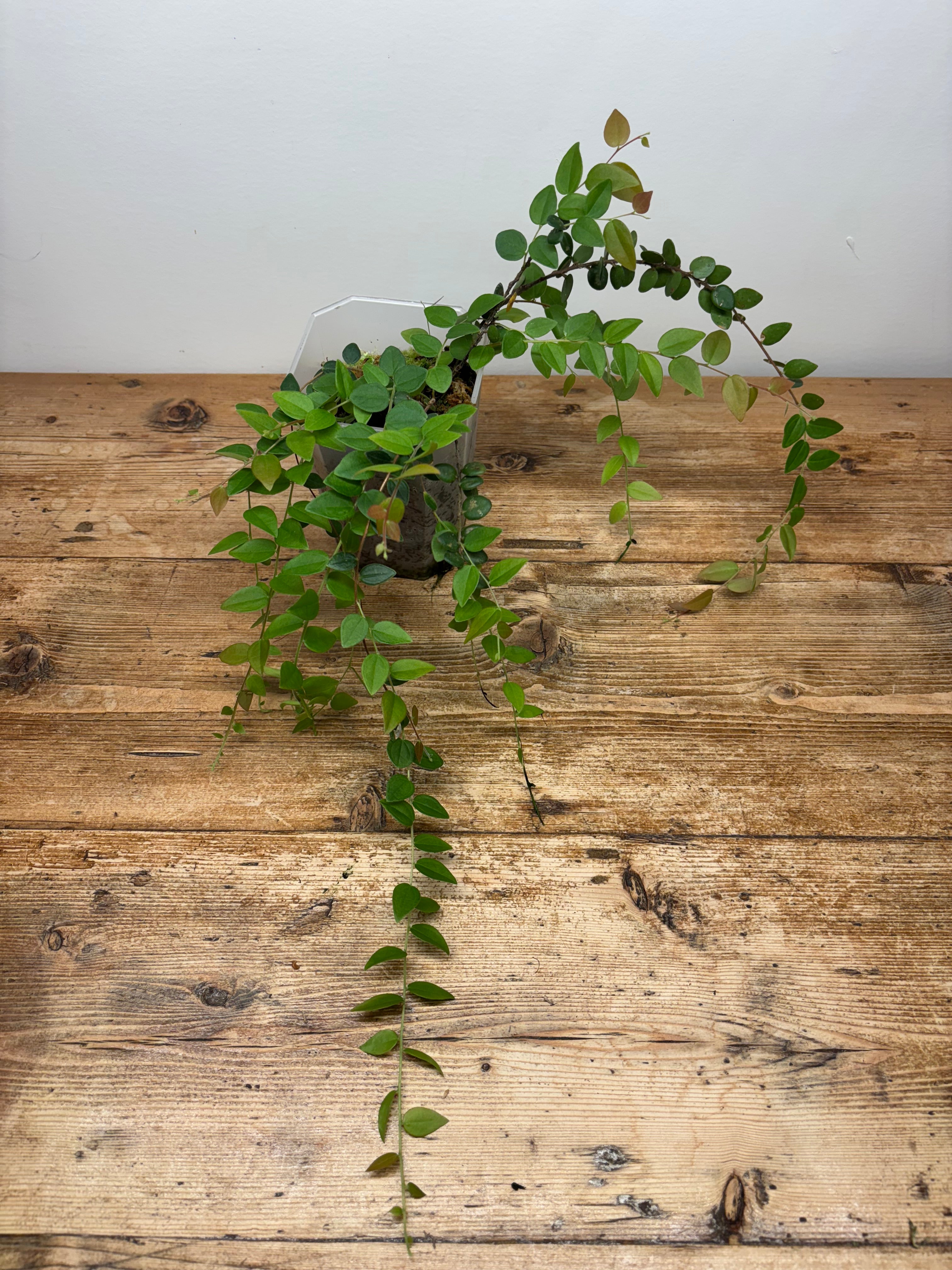 Sphyrospermum buxifolium