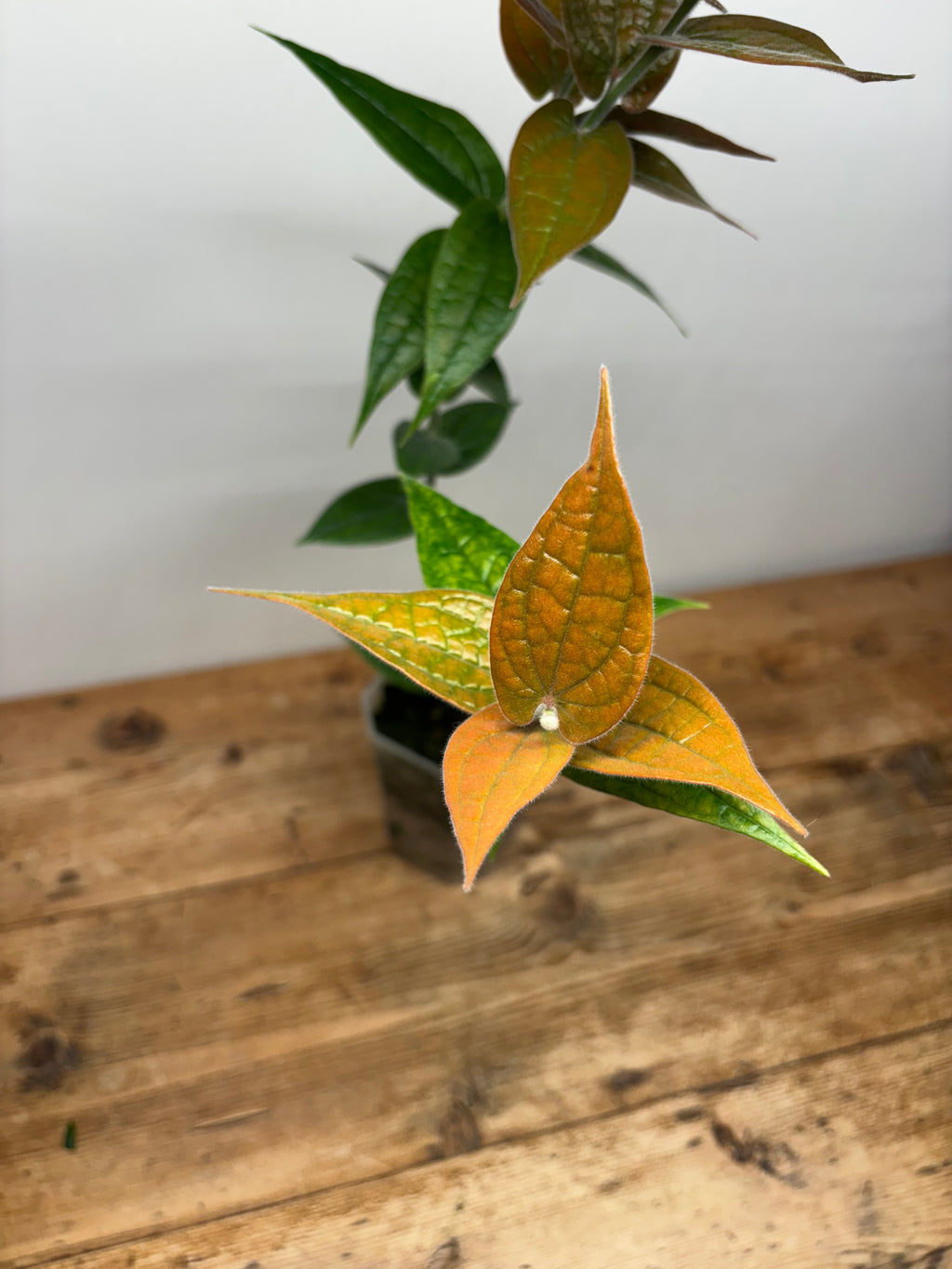 Ceratostema lanigerum